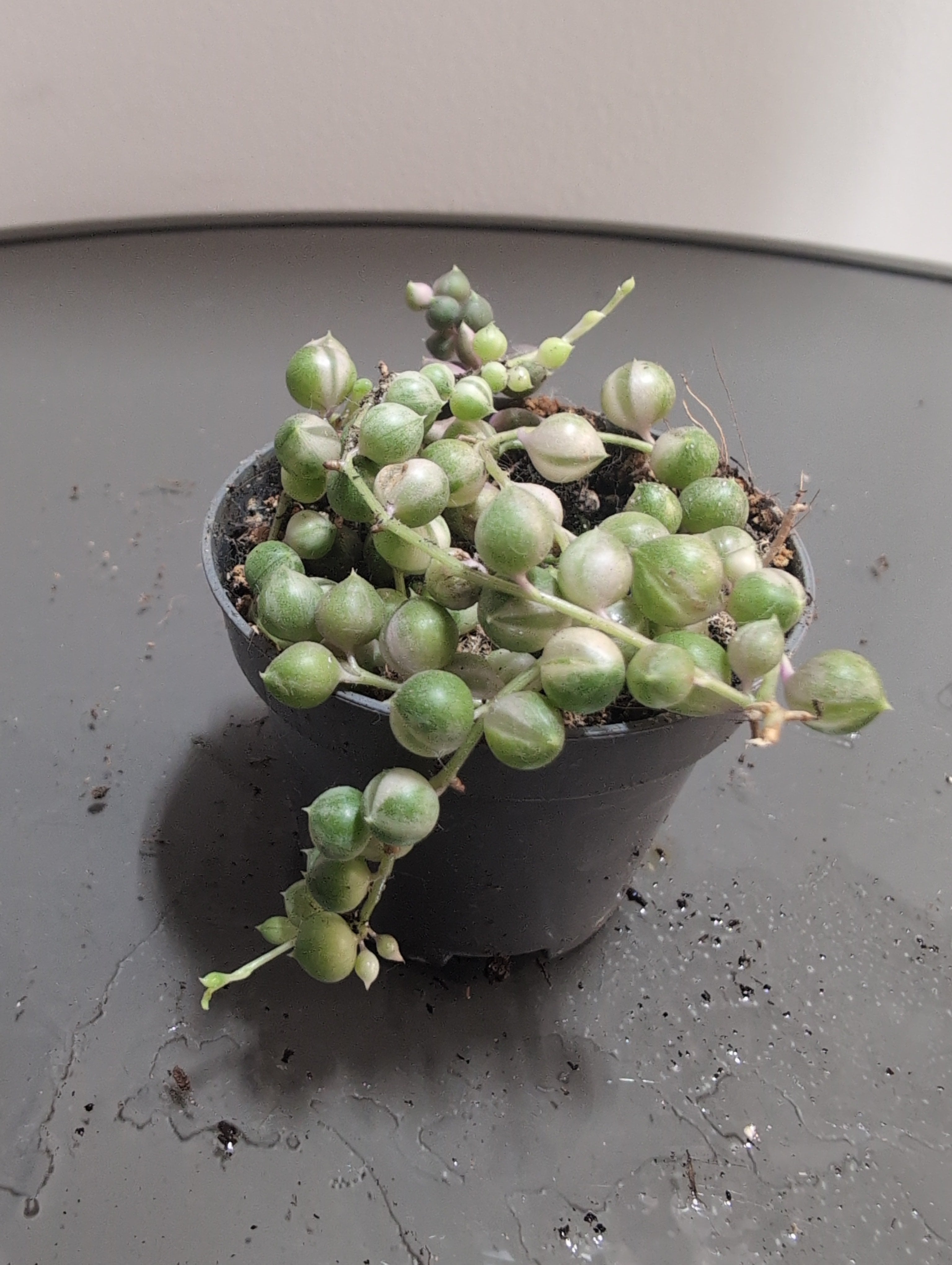 String of Pearls Variegated | Senecio rowleyanus ‘Variegatus’