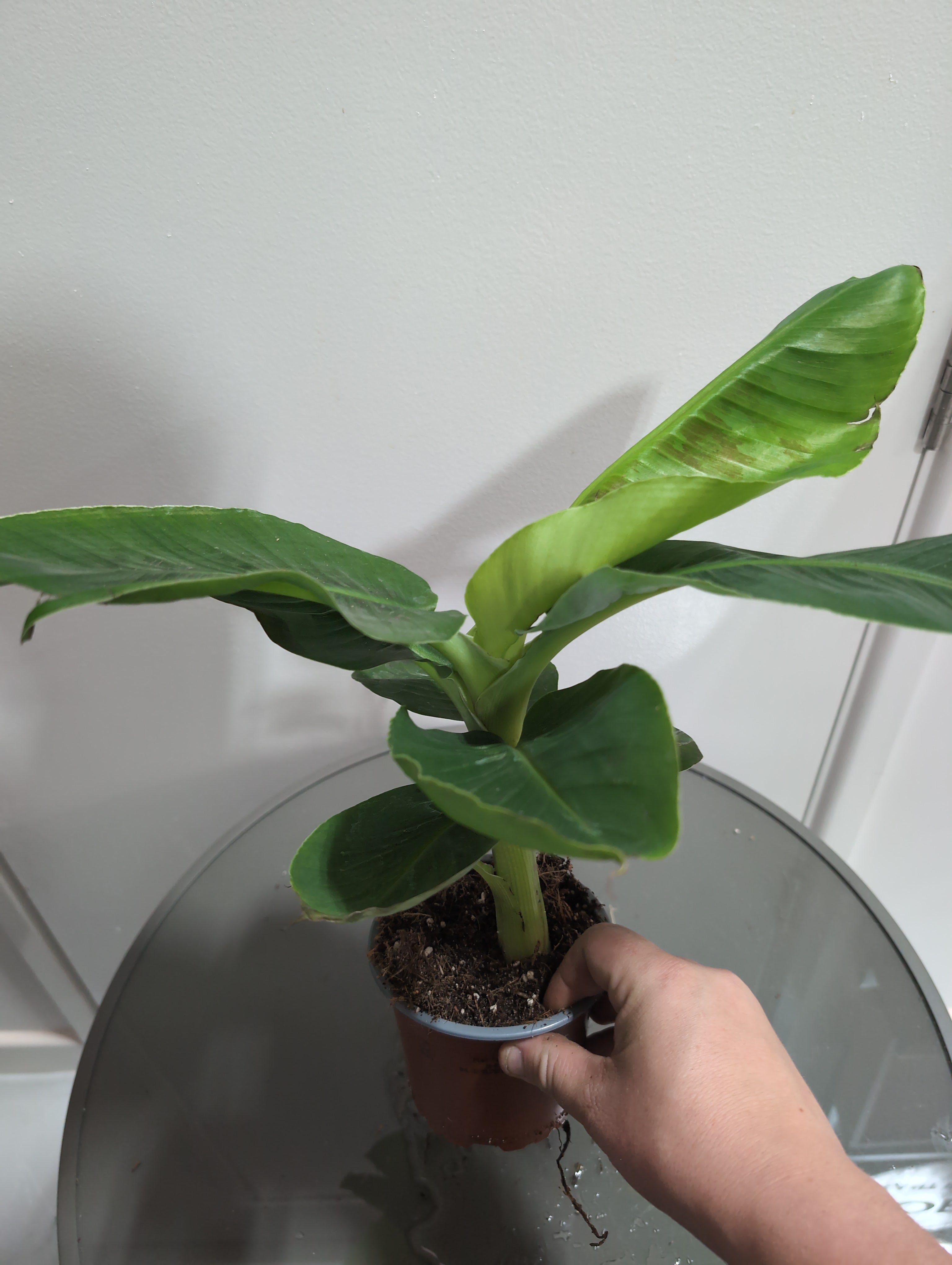 Banana Plant | Musa | Tropicana