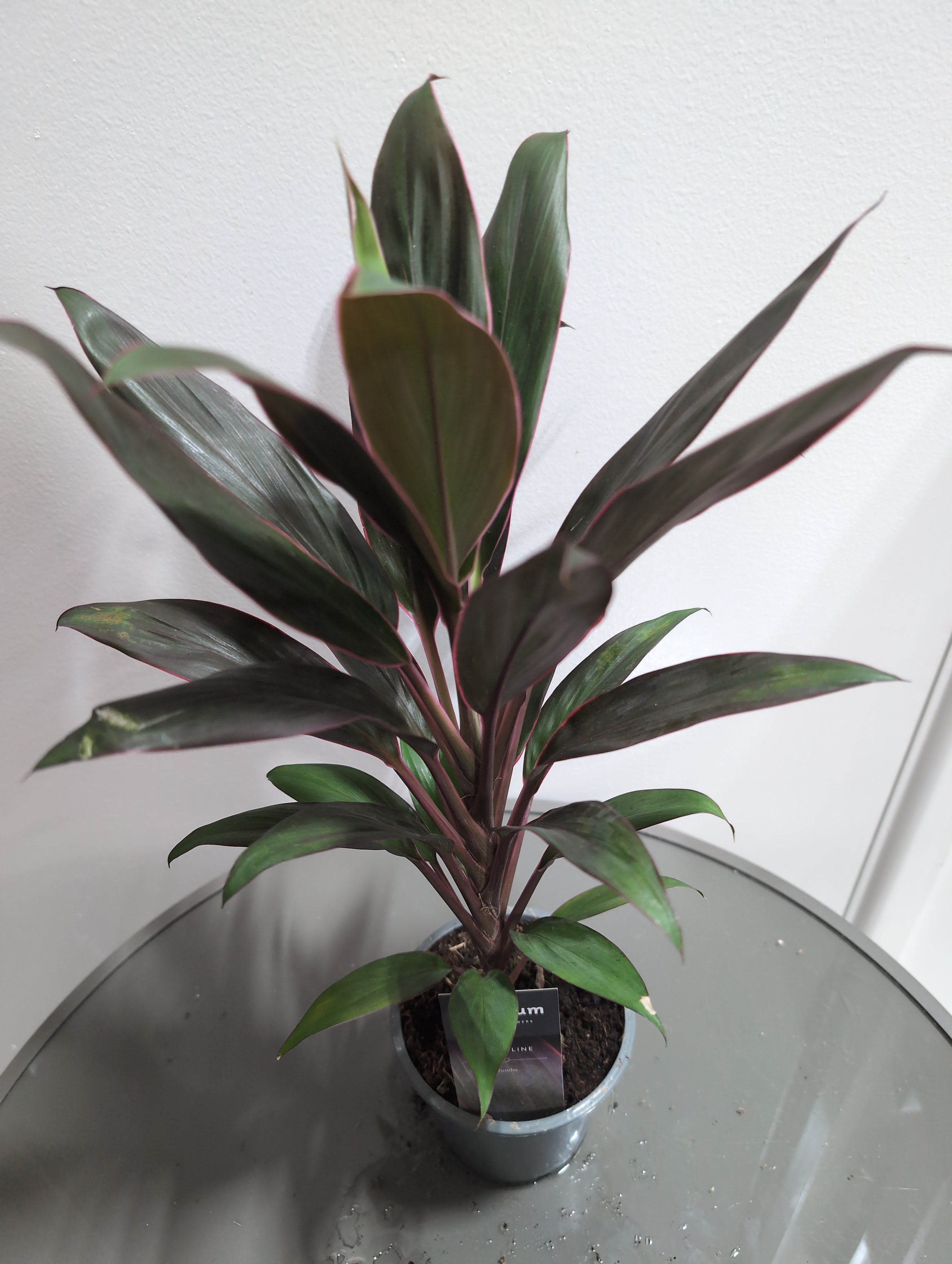 Cordyline fruticosa Mix | Ti Plant