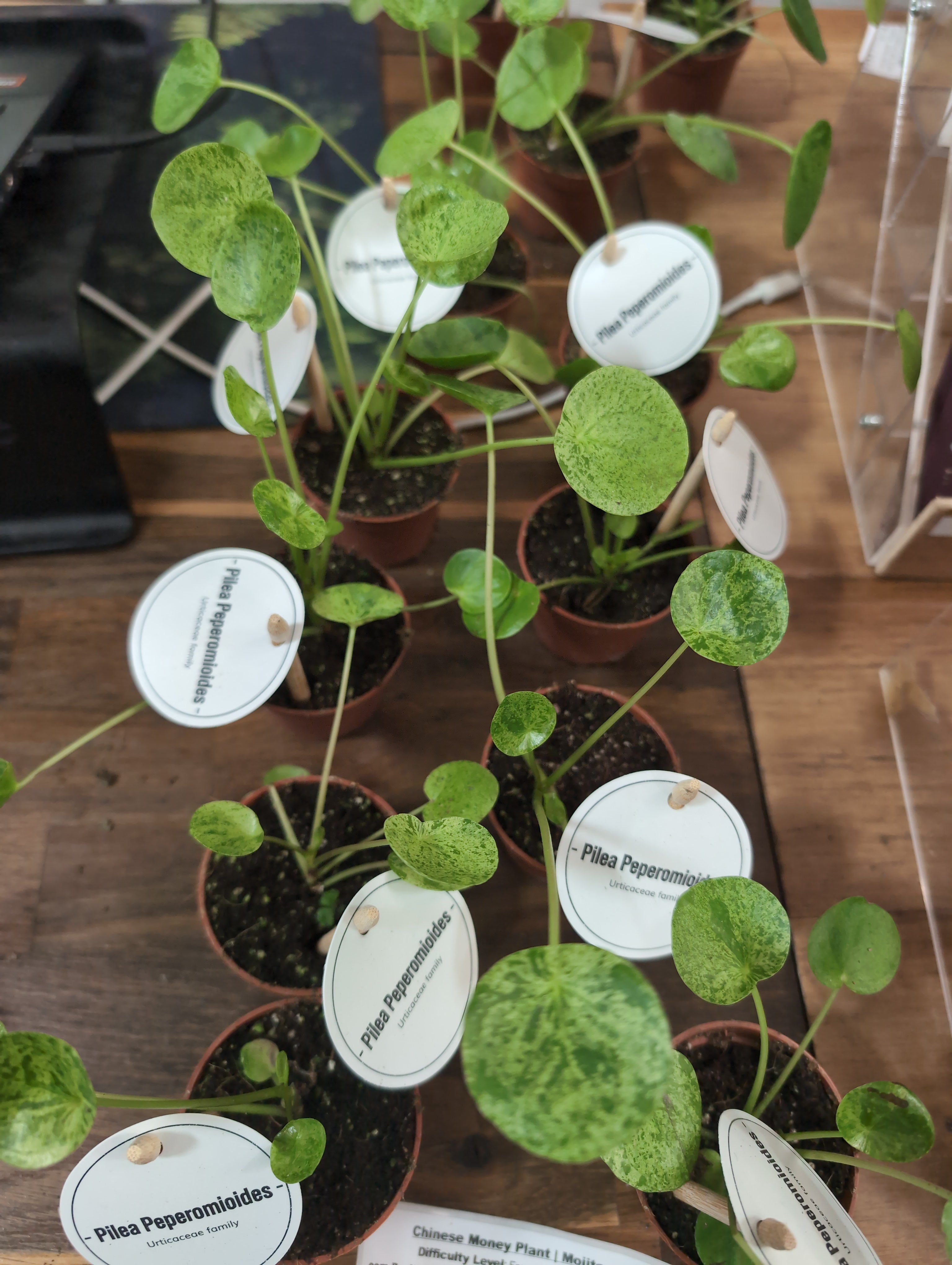 Chinese Money Plant | Mojito | Pilea peperomioides ‘Mojito
