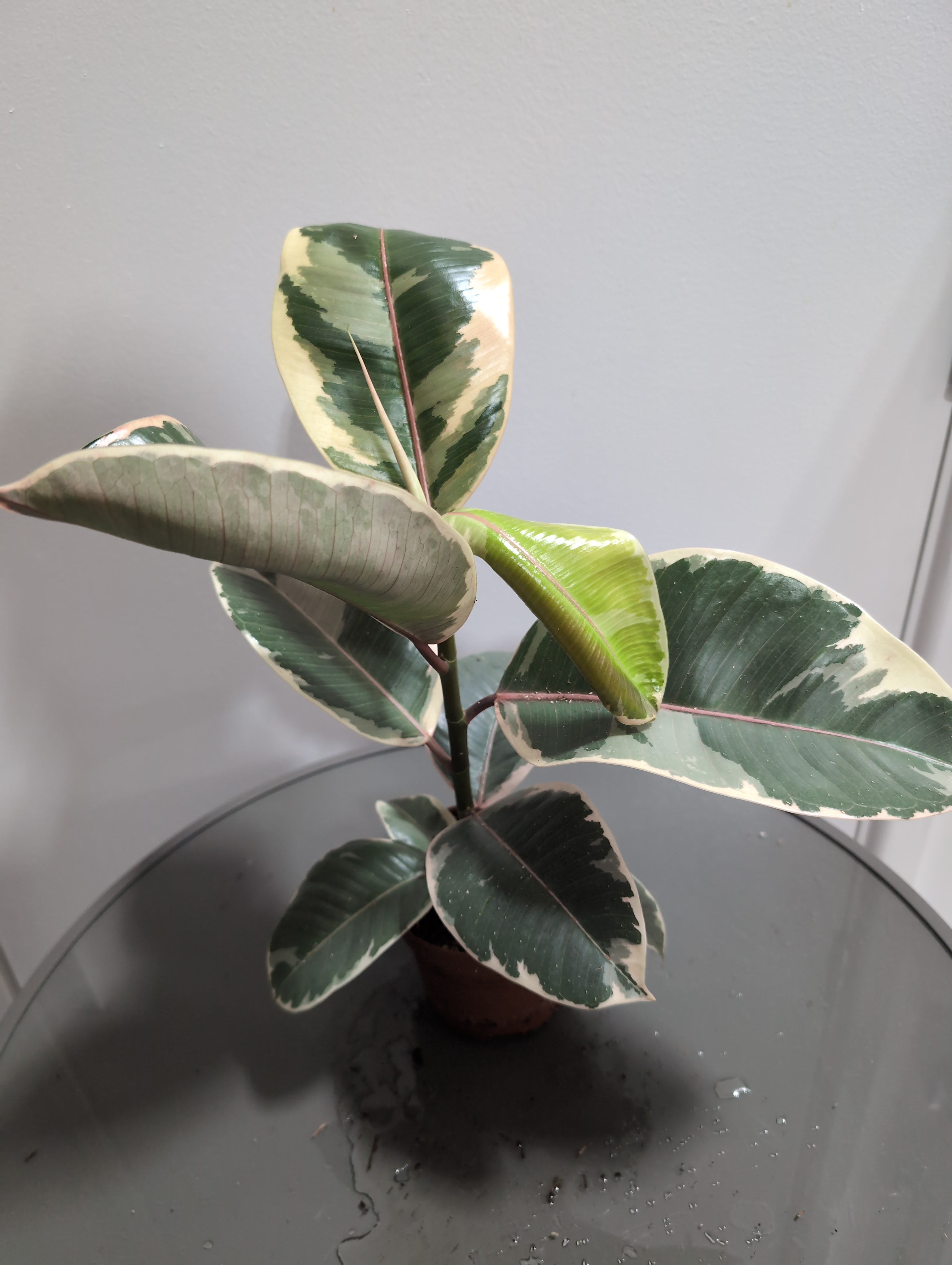 Ficus Elastica | Tineke