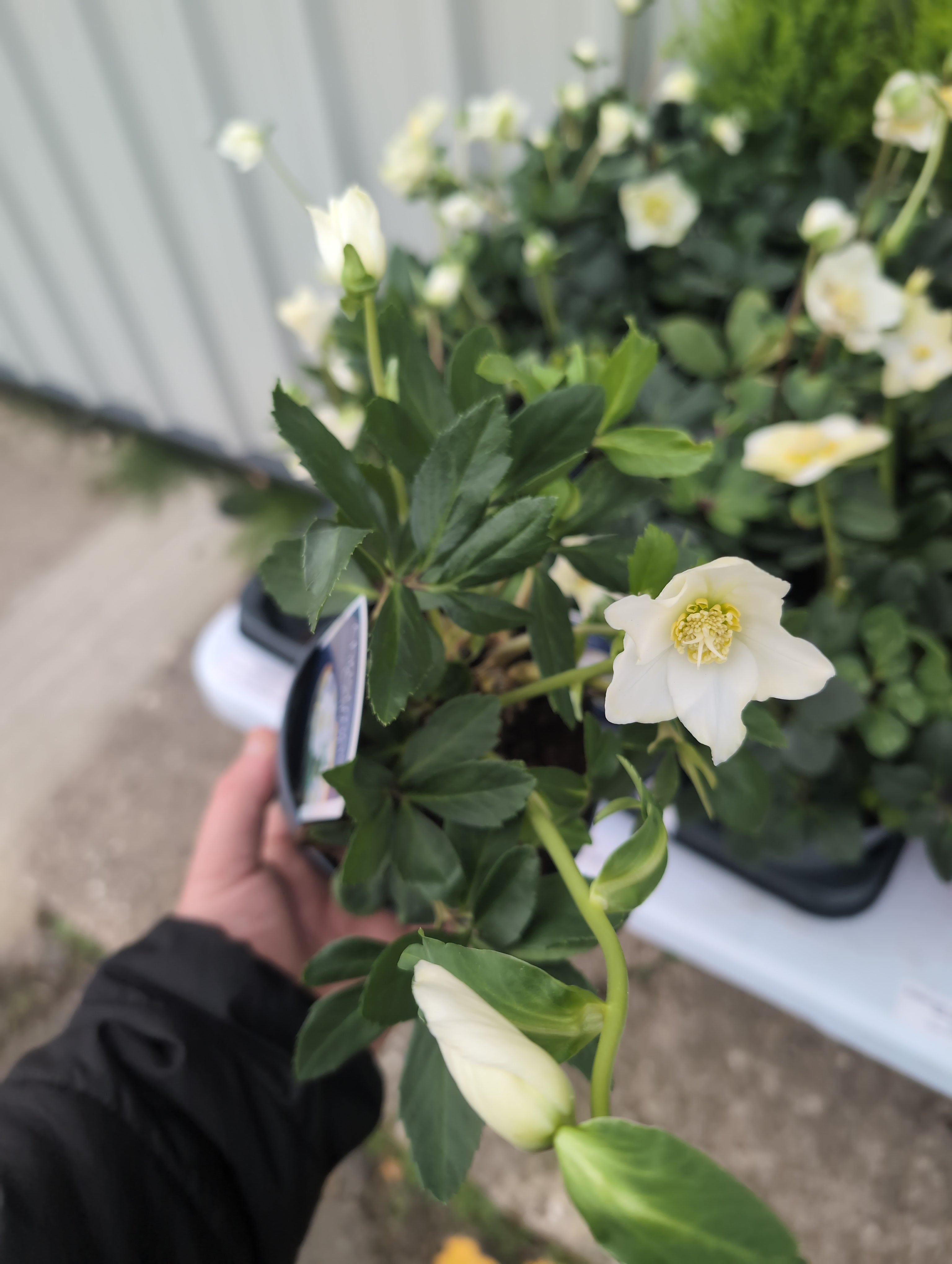Hellebore | Christmas Carol