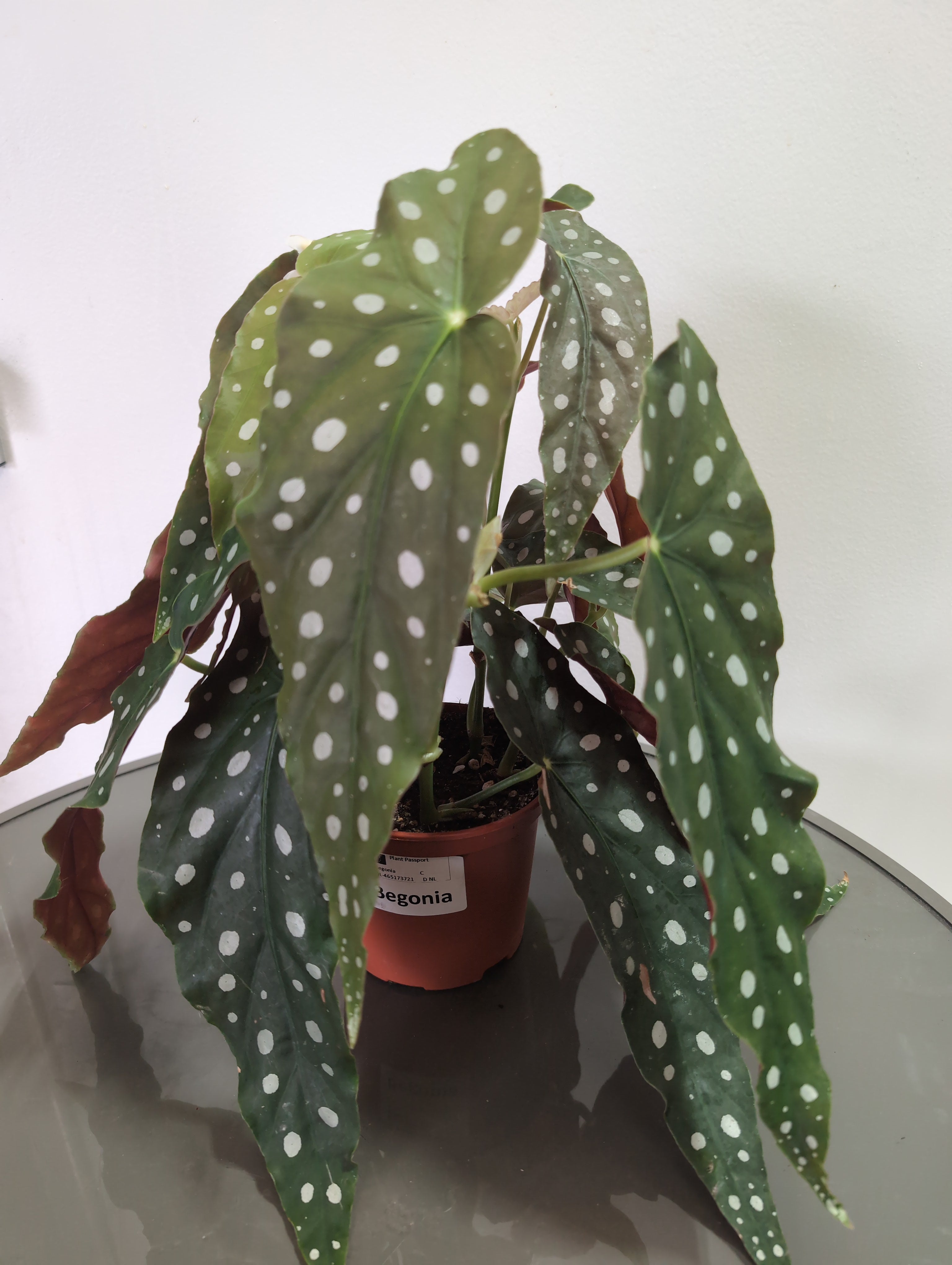 Polka Dot Begonia | Begonia maculata | 12cm