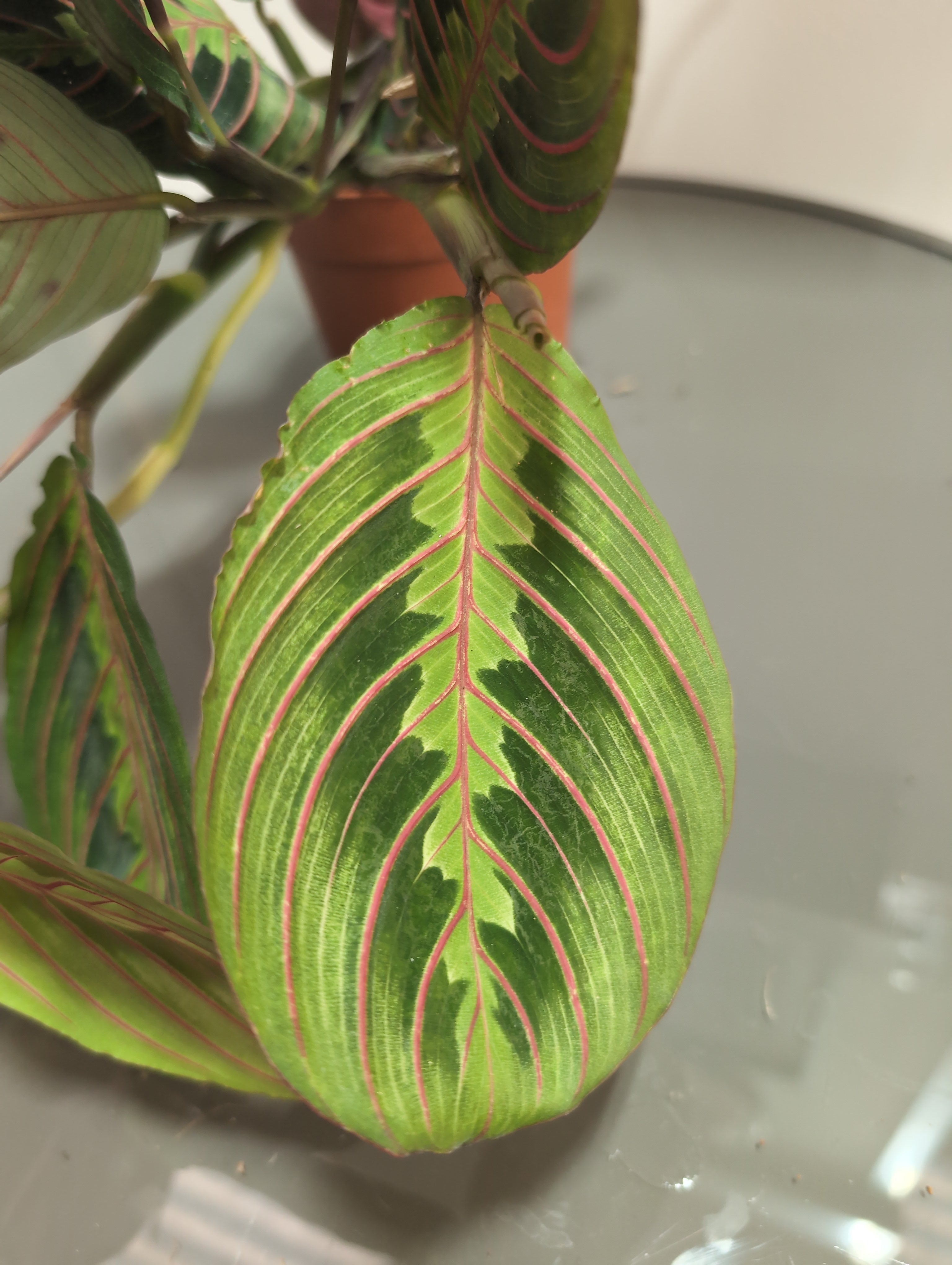 Prayer Plant | Maranta leuconeura 'Fascinator'