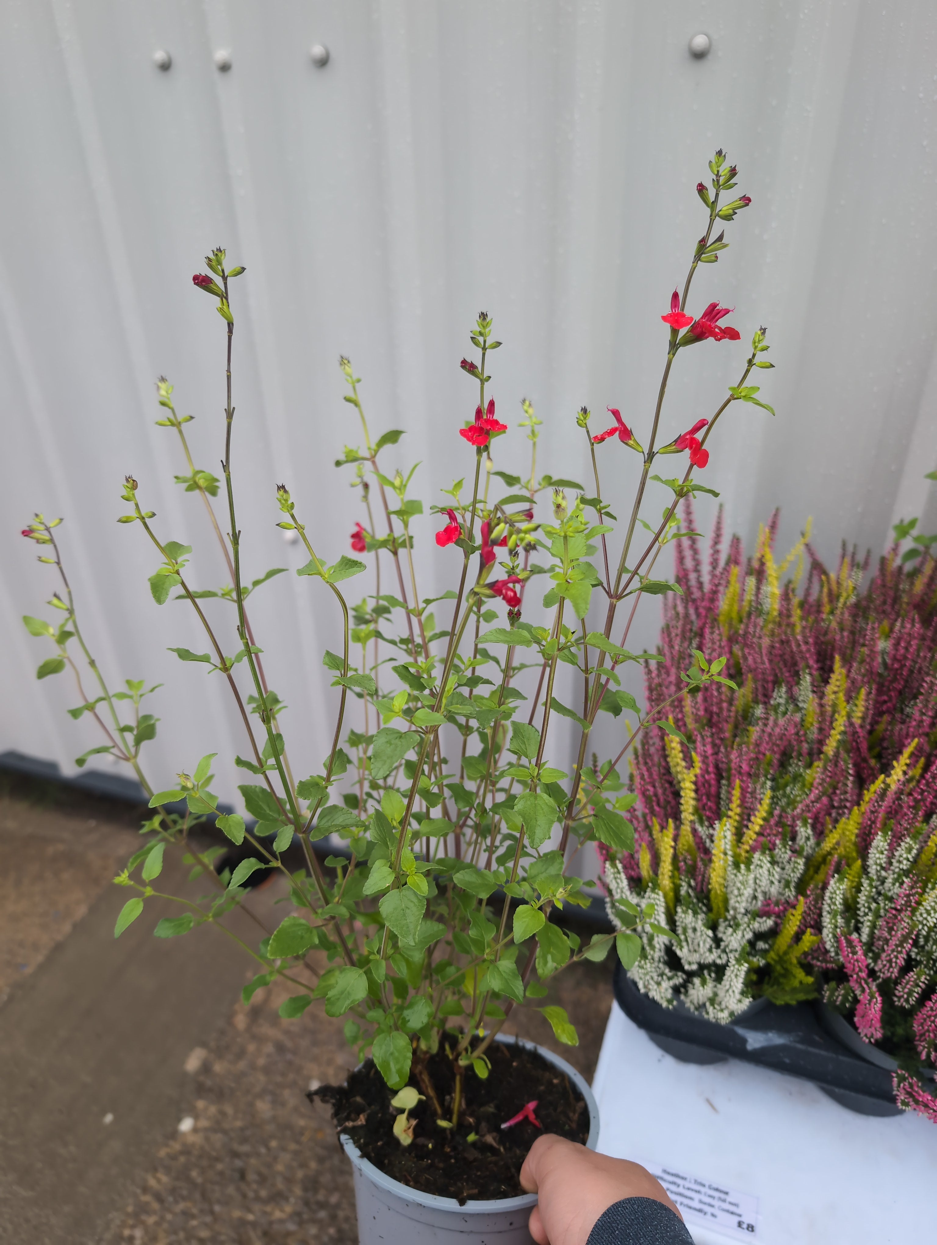 Salvia | Hot Lips