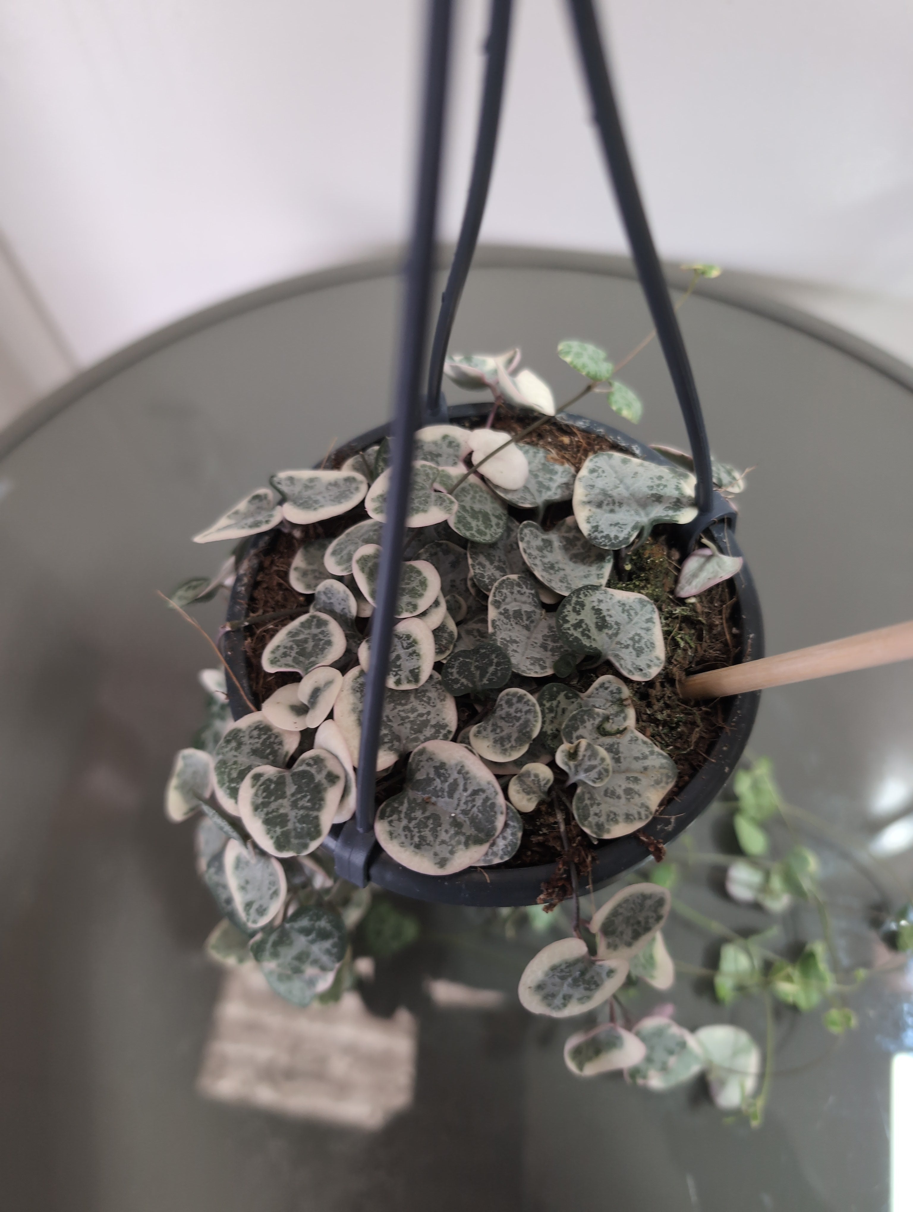 String Of Hearts | Ceropegia woodii | Variagated | hangpot