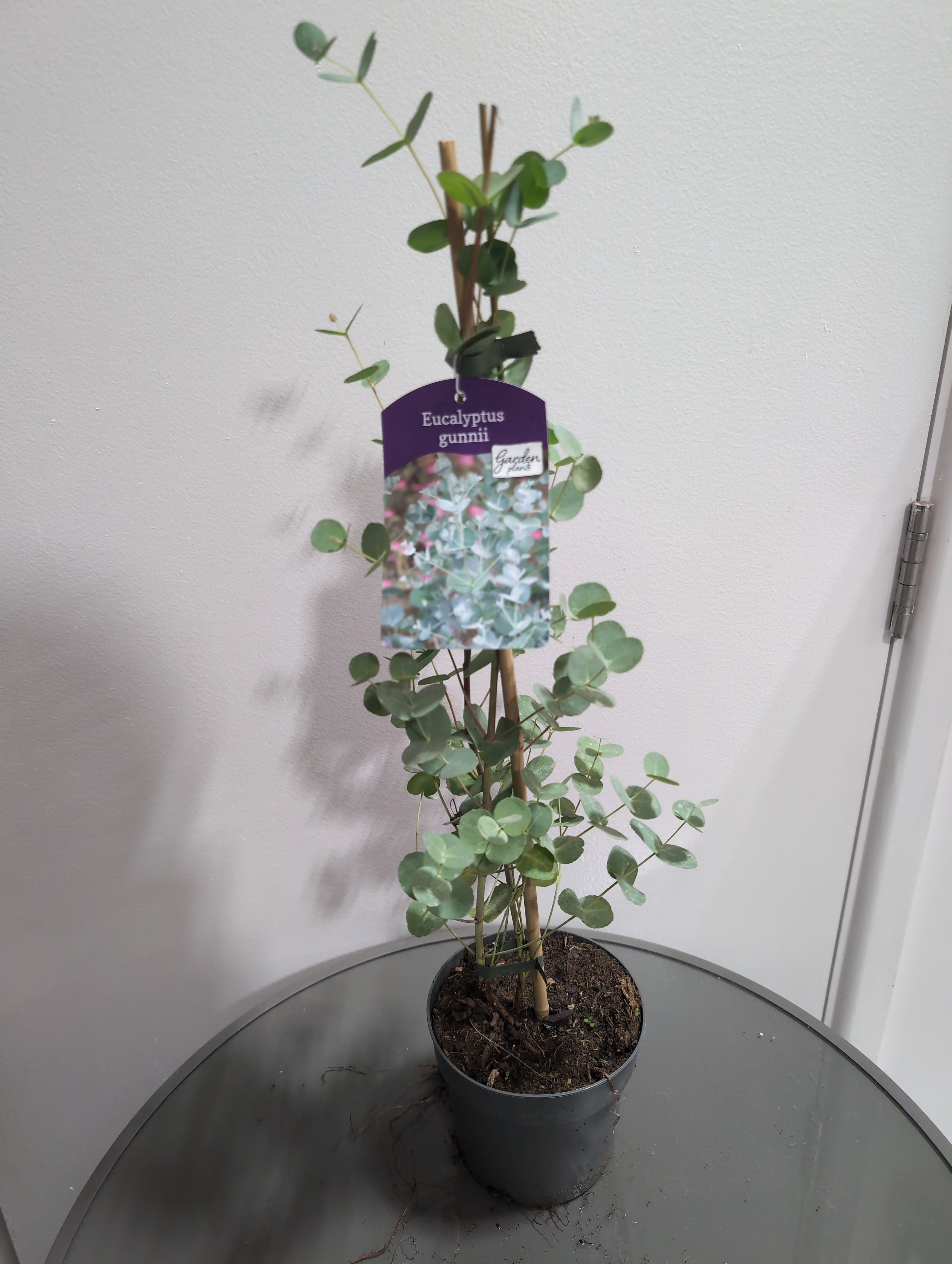 Eucalyptus | Gunnii