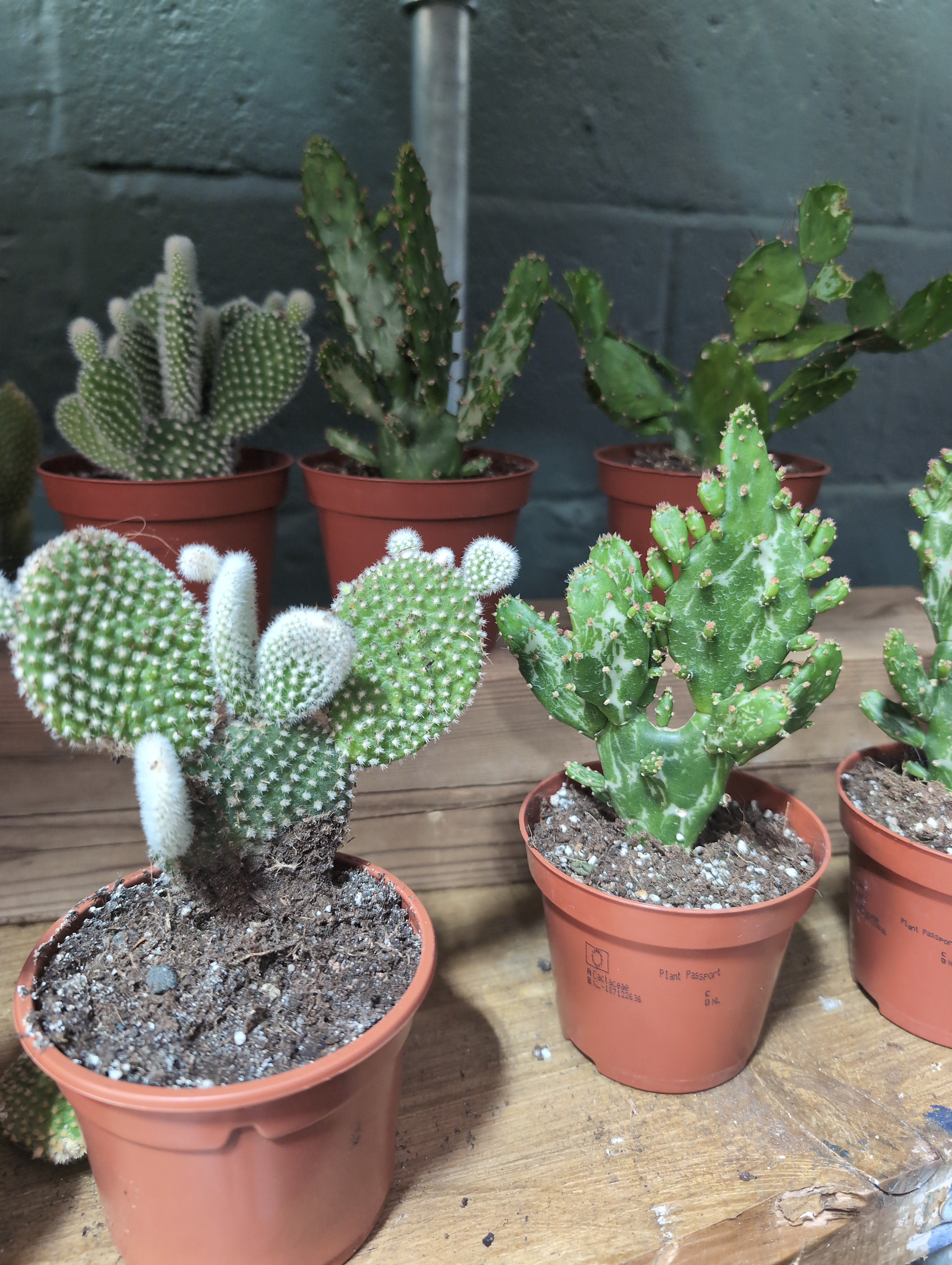 Cacti Bolcactus Mix