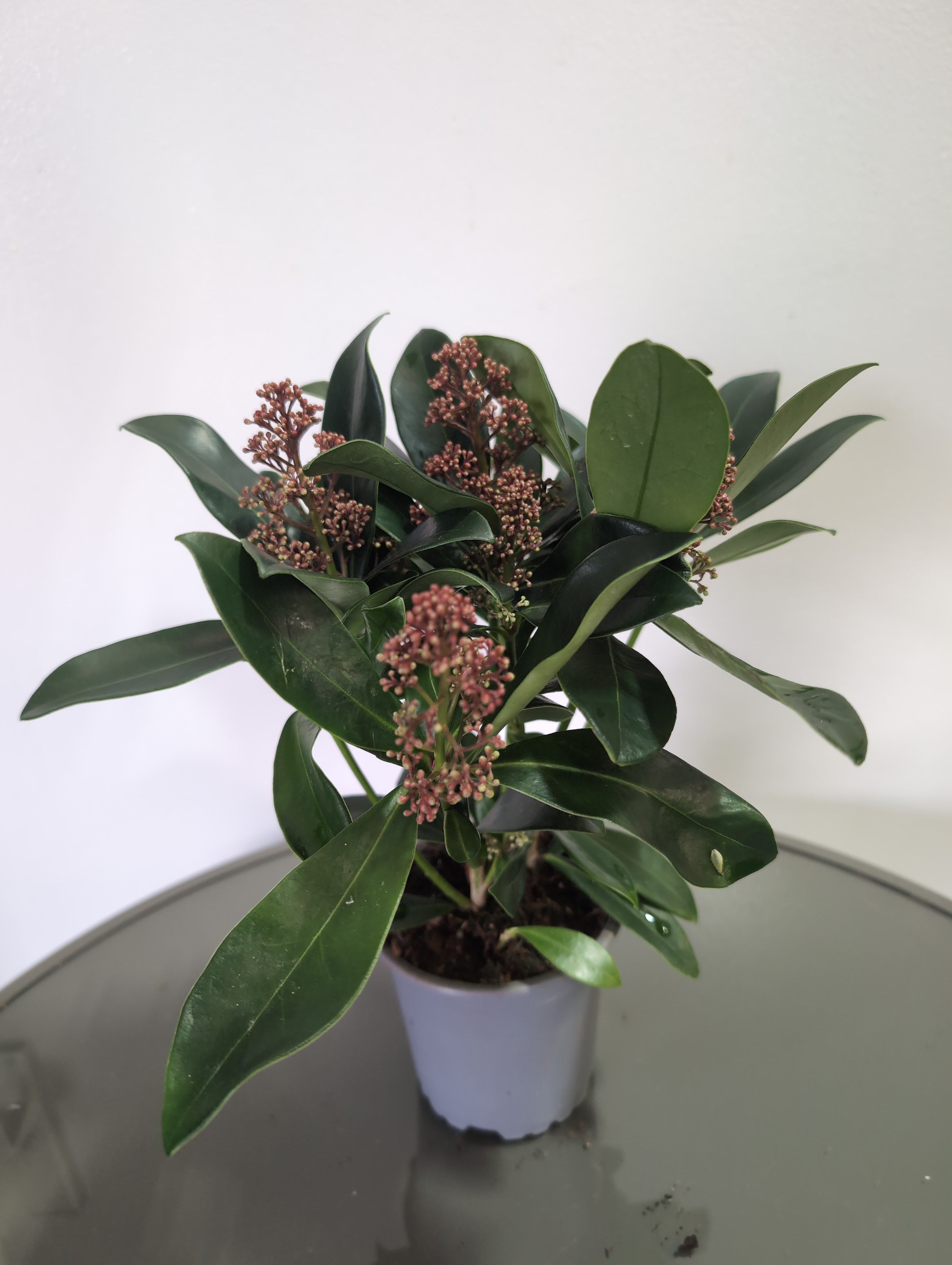 Skimmia Japonica | Rubella