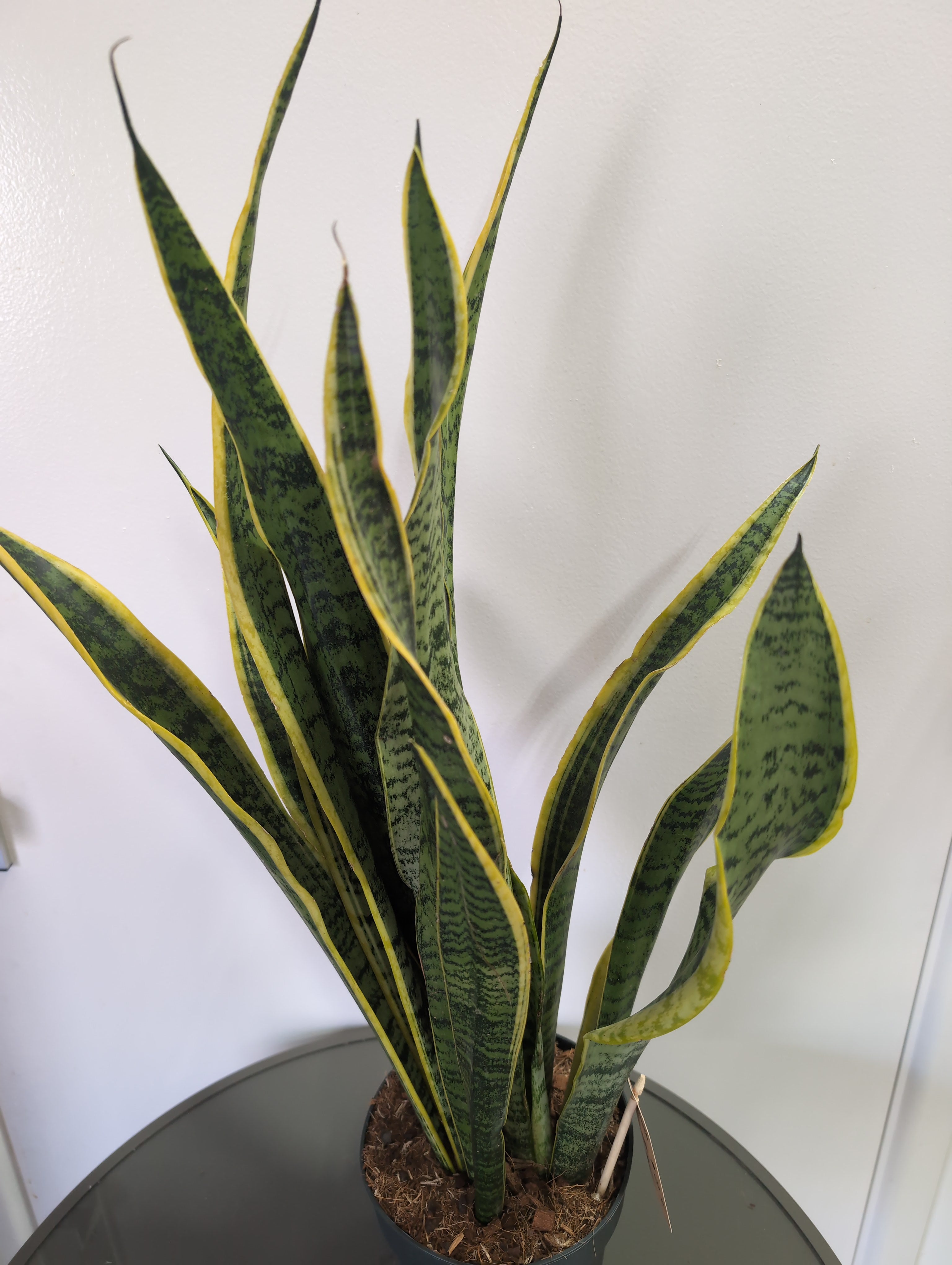 Sansevieria Laurentii XL | 17cm