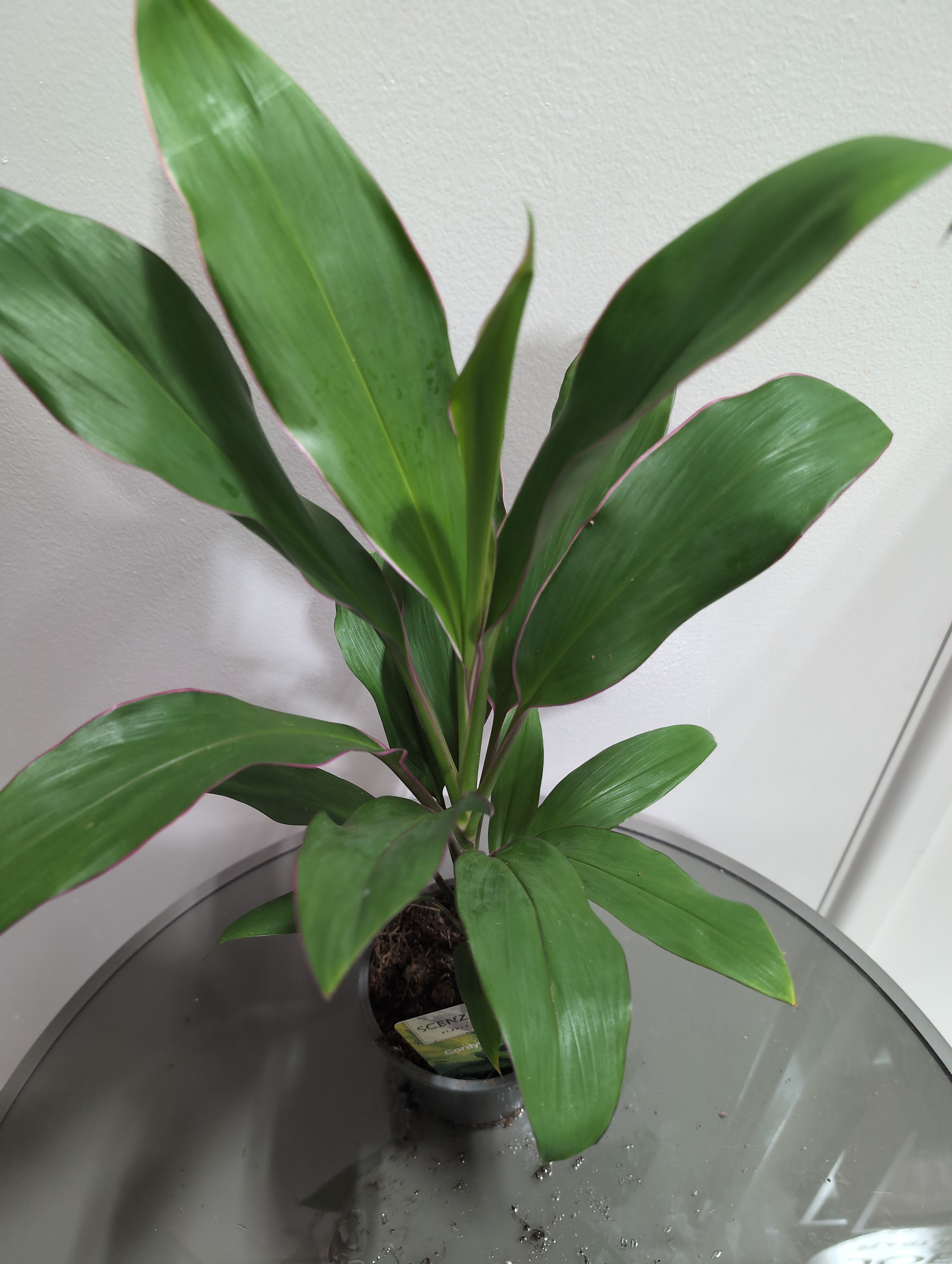 Cordyline Fruticosa | Geraldo