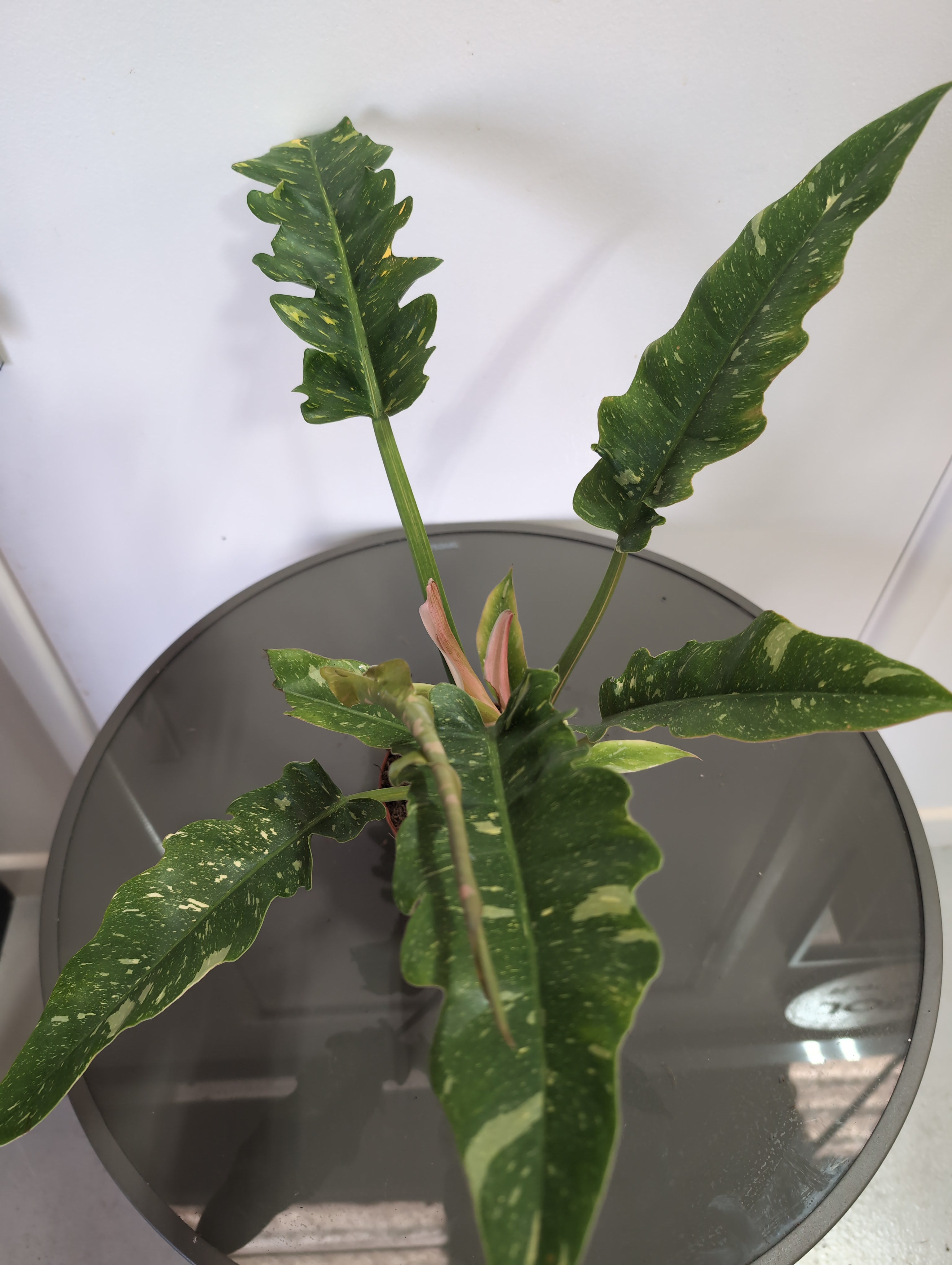 Philodendron | Ring of Fire
