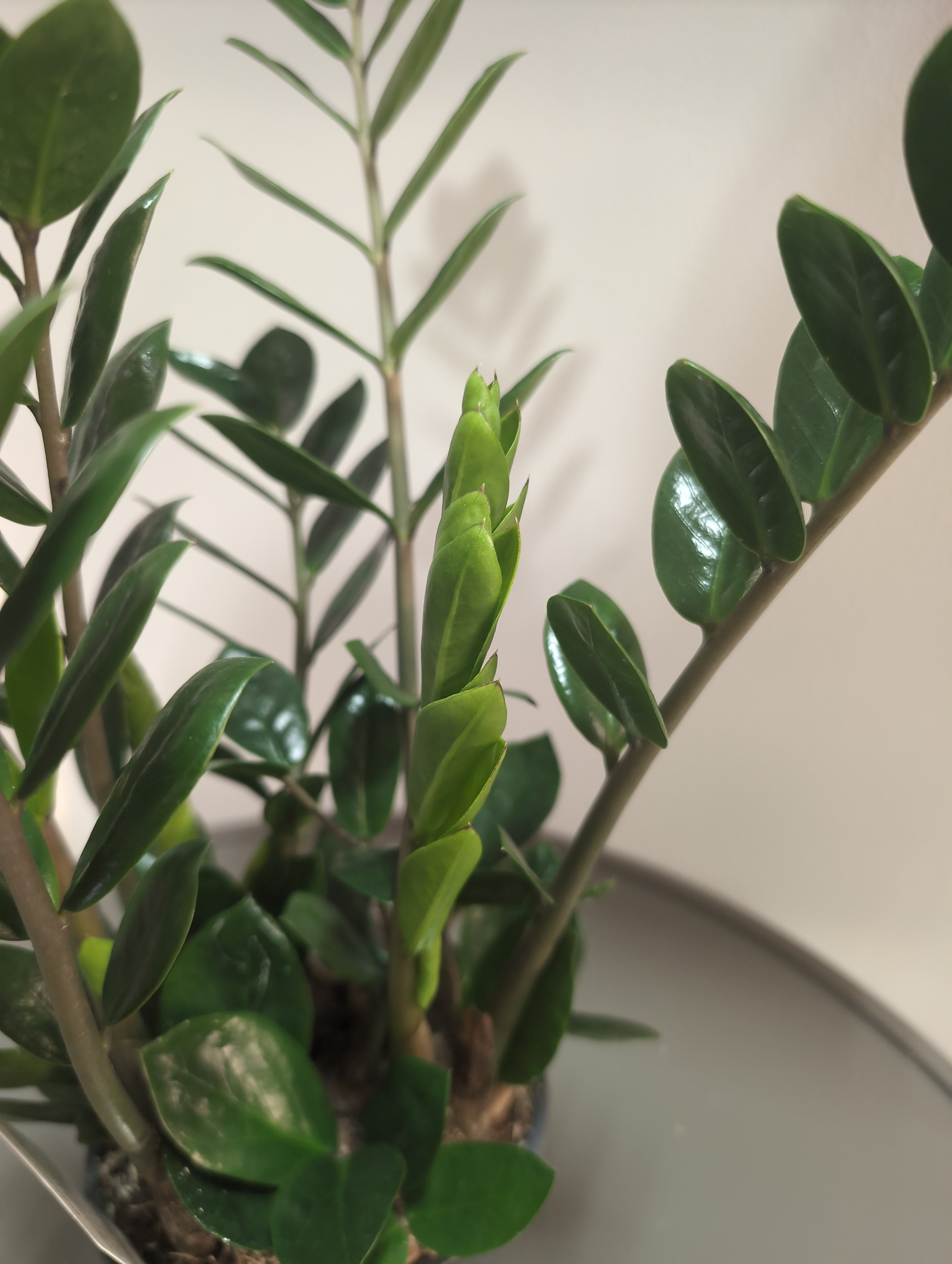 Zamioculcas zamiifolia | Lima