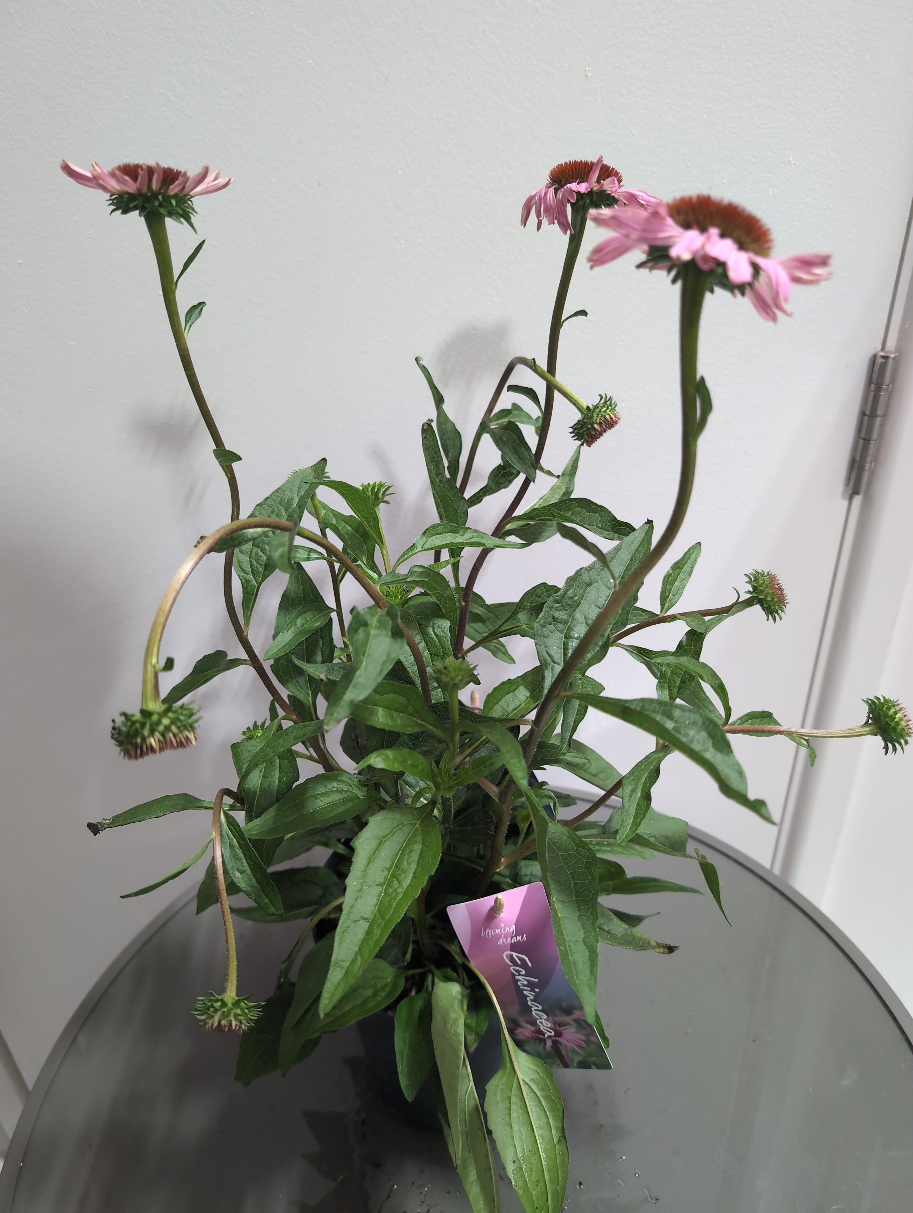 Echinacea | Mooodz Courage