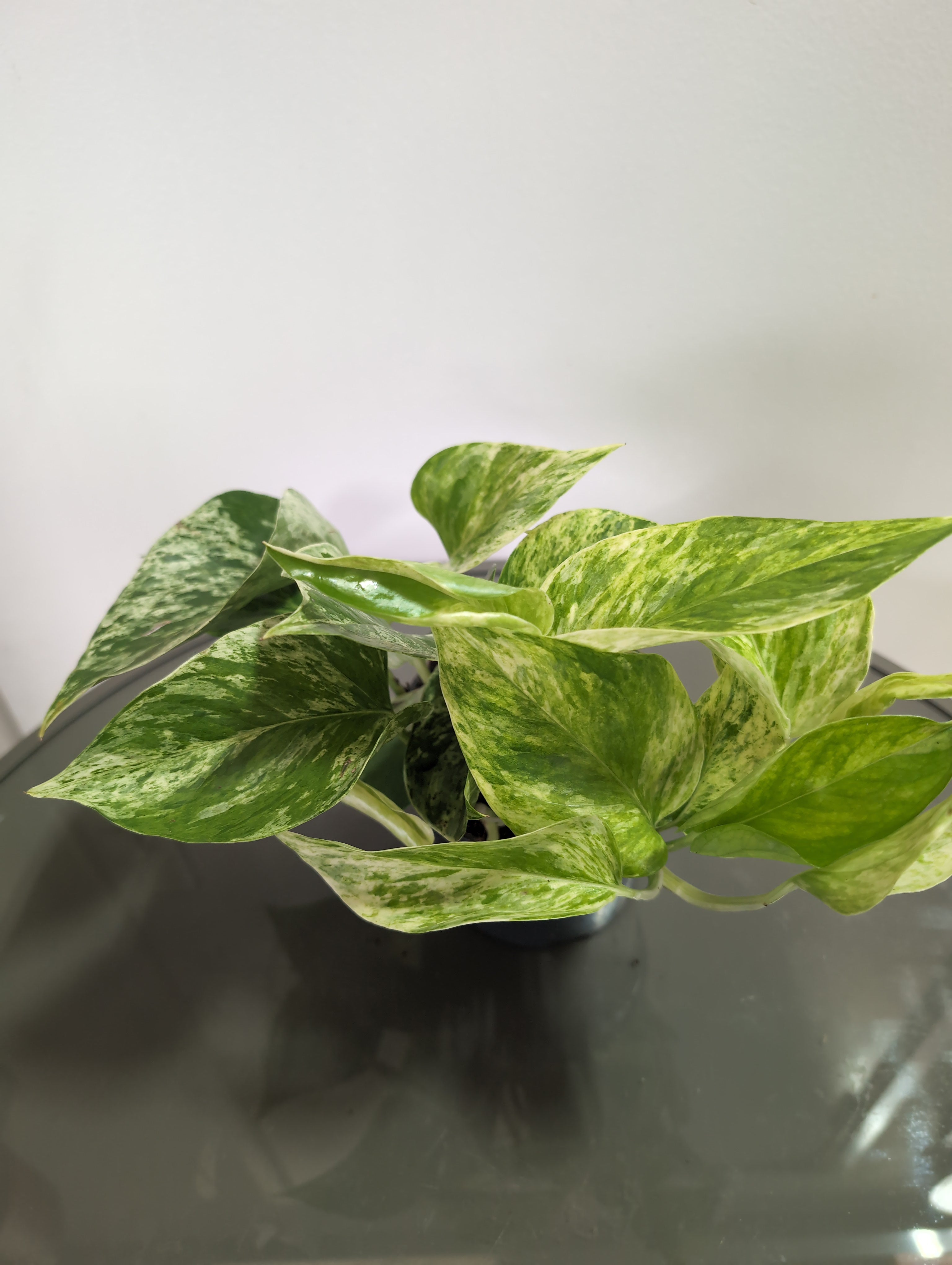Epipremnum Marble Queen | Marble Queen Pothos