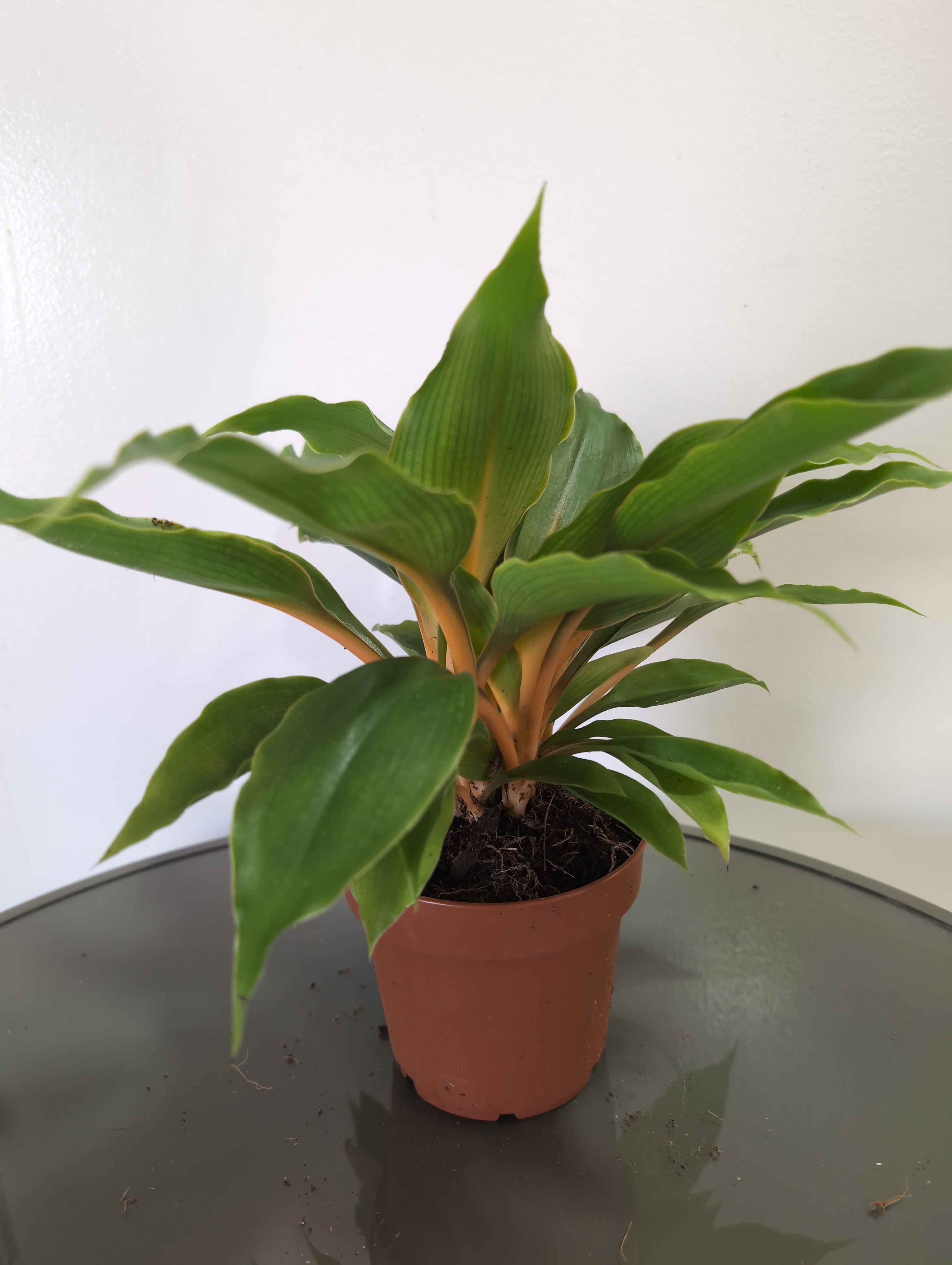 Spider Plant | Chlorophytum Orchidastrum | Fire Flash Plant
