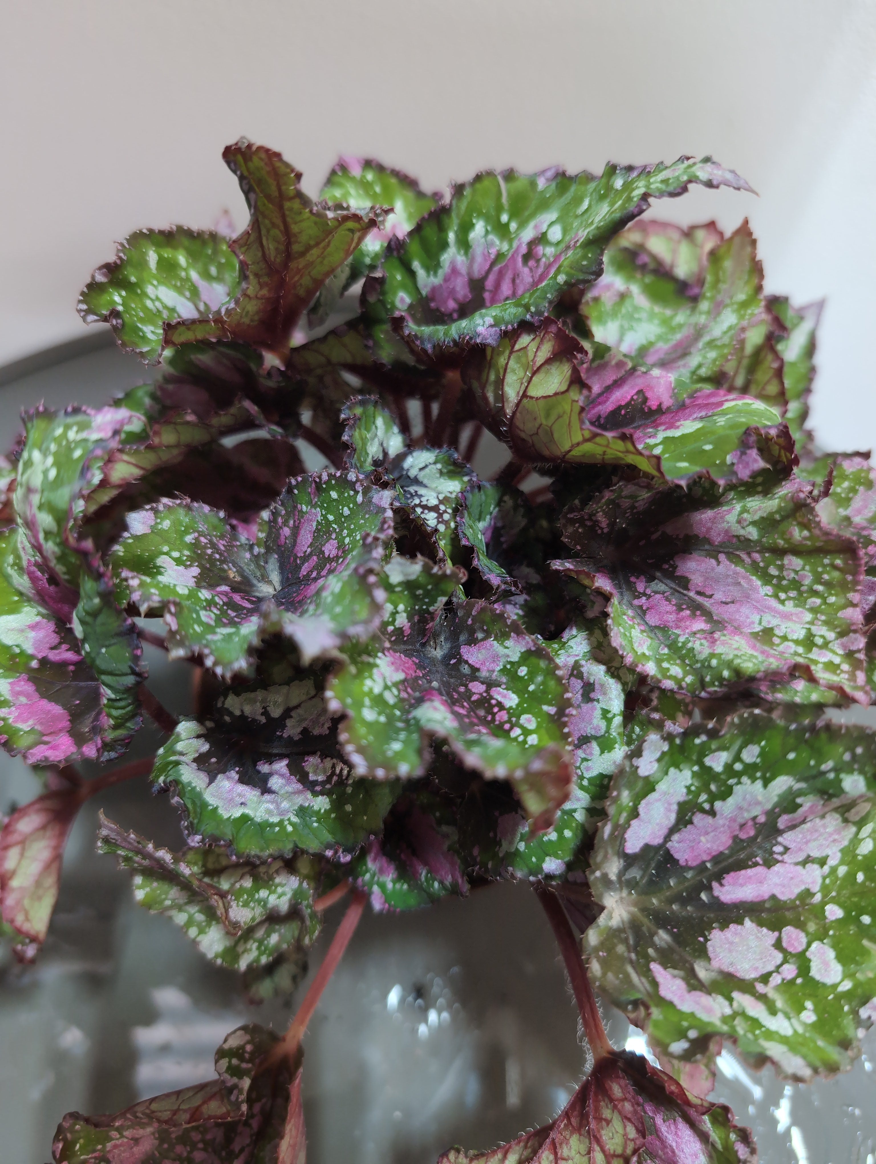 Rex Begonia | Begonia rex