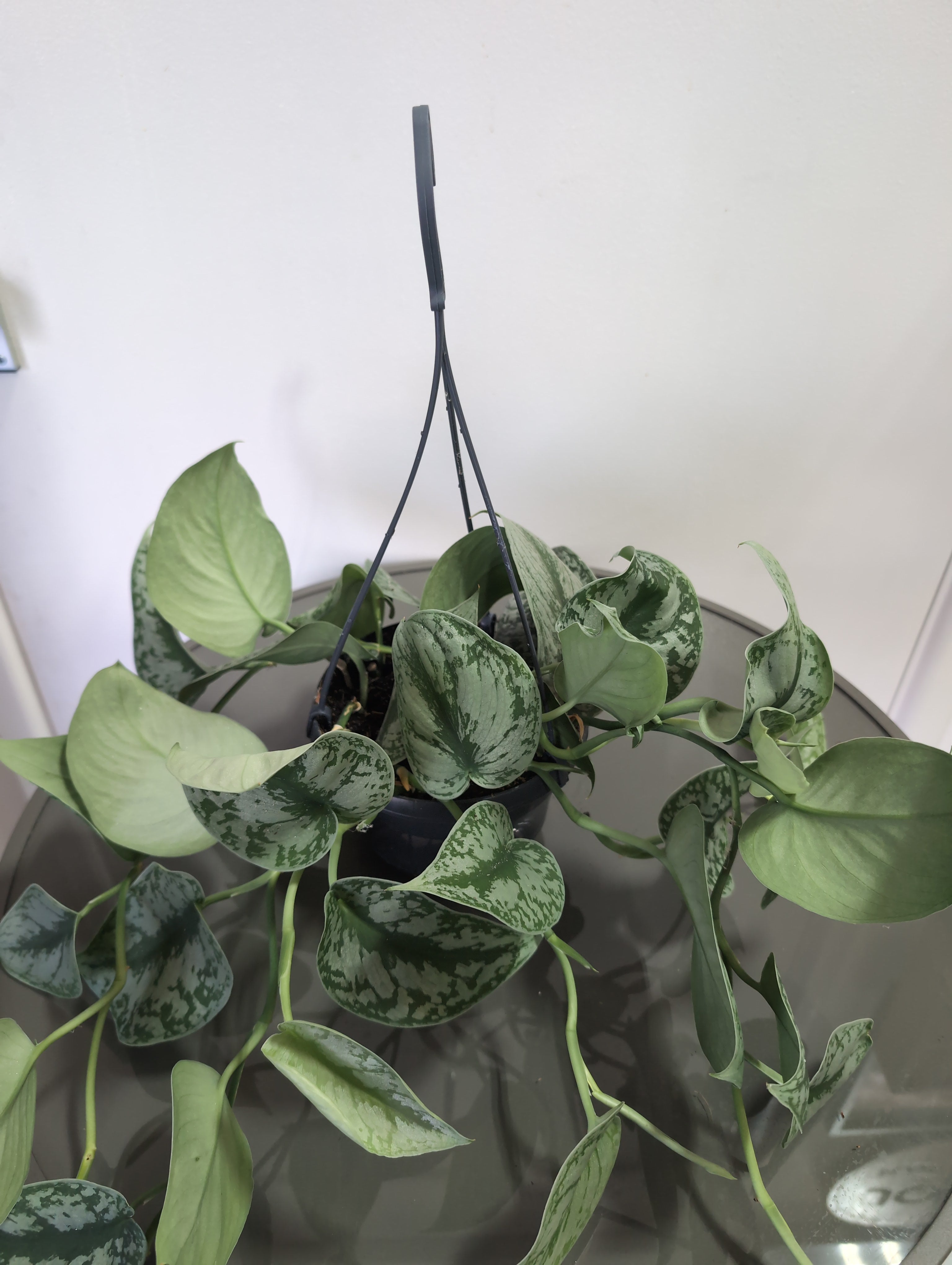 Satin Pothos | Trebie | Scindapsus Pictus | Hanging Pot