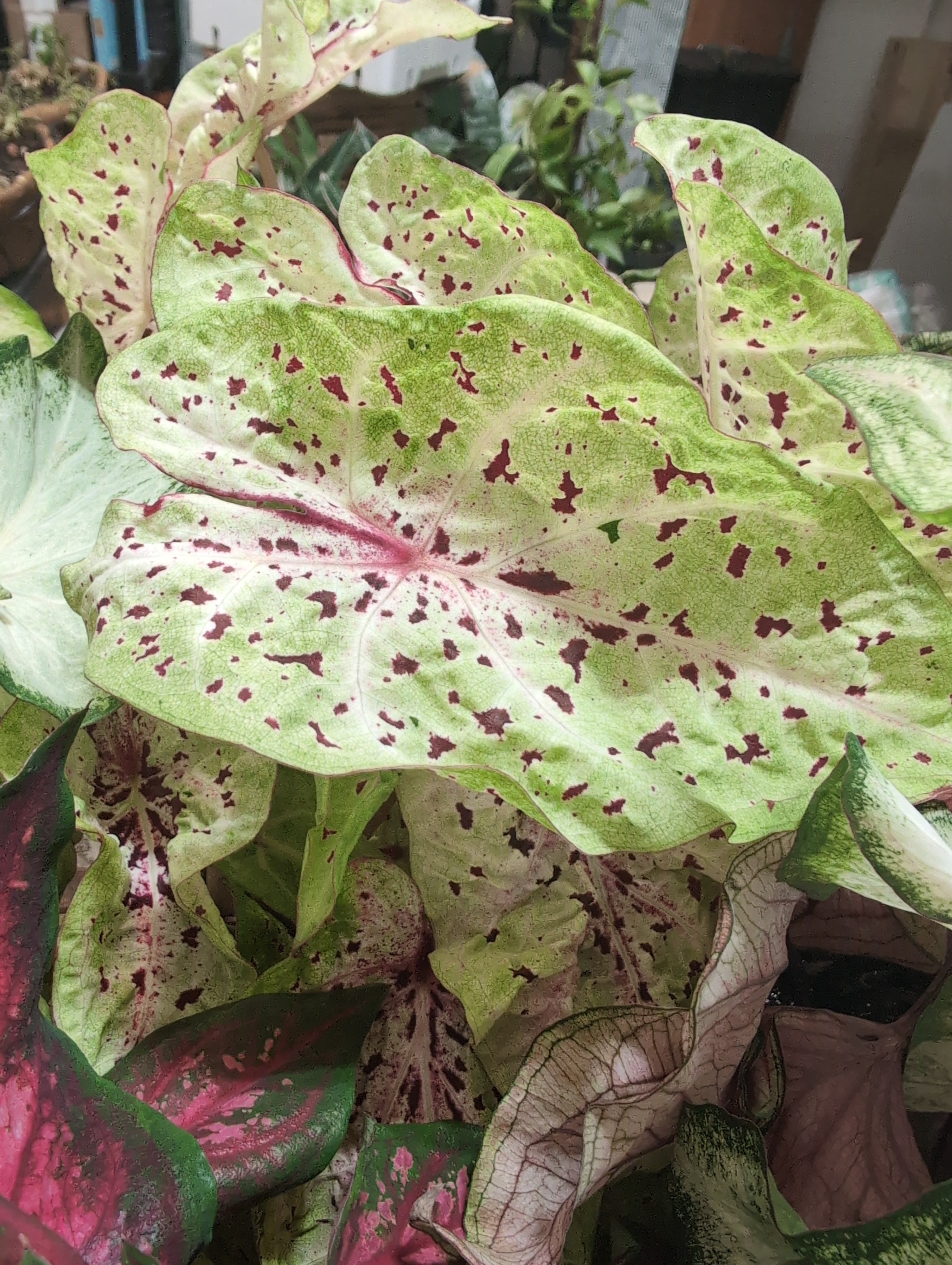 Caladium
