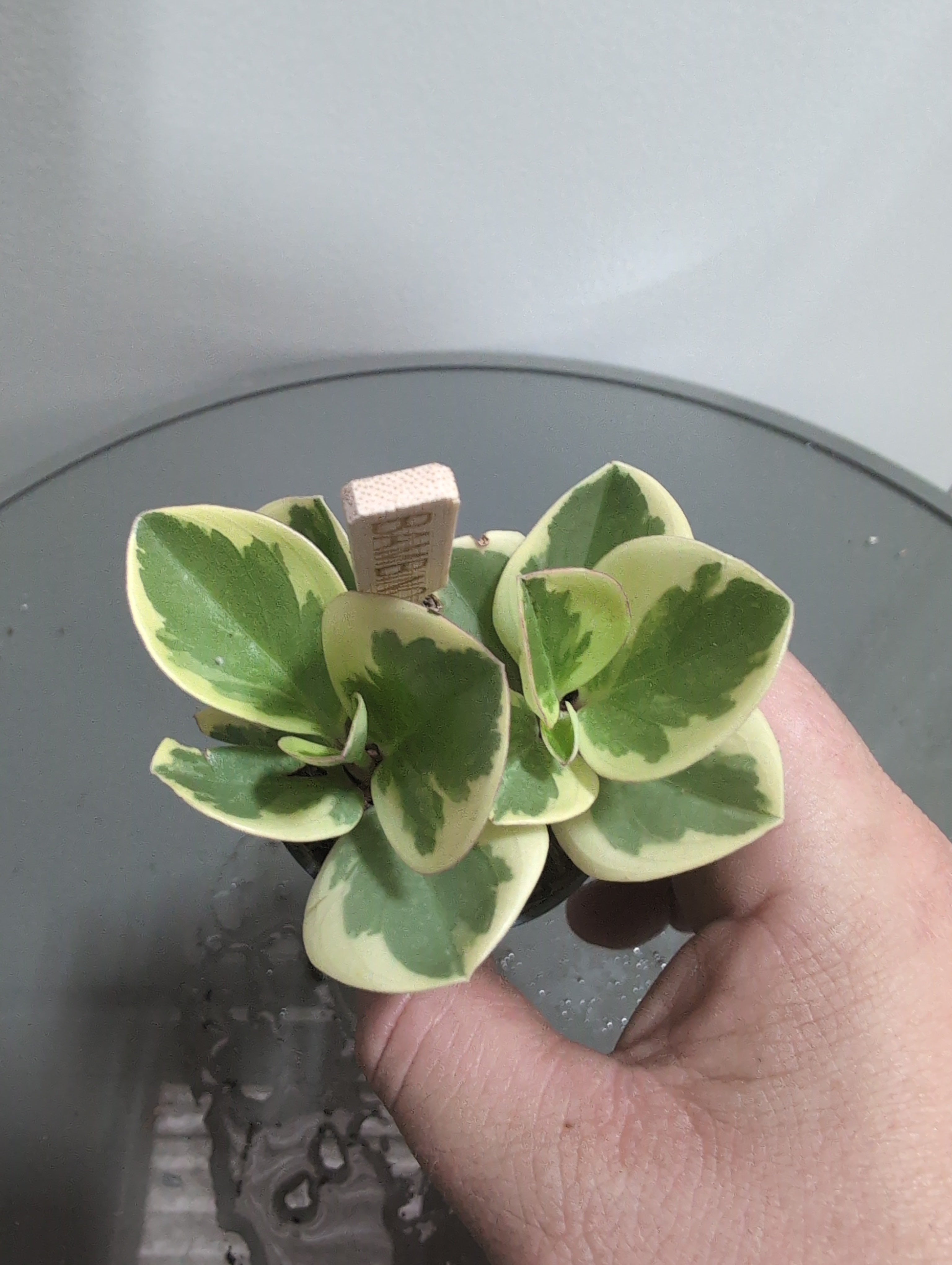Peperomia obtusifolia | Golden Gate