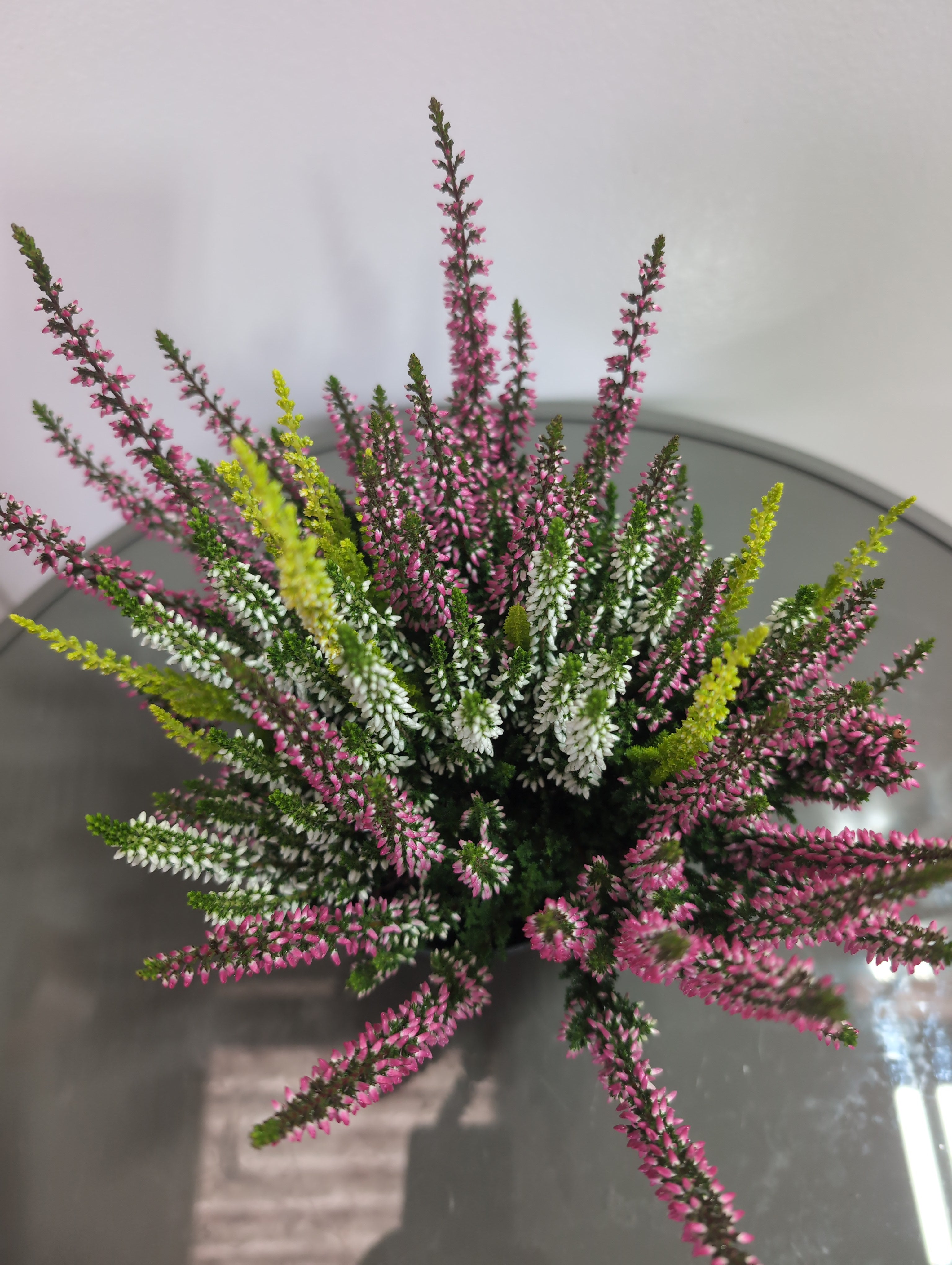 Heather | Twin-Colour | Calluna Beauty Ladies Trio
