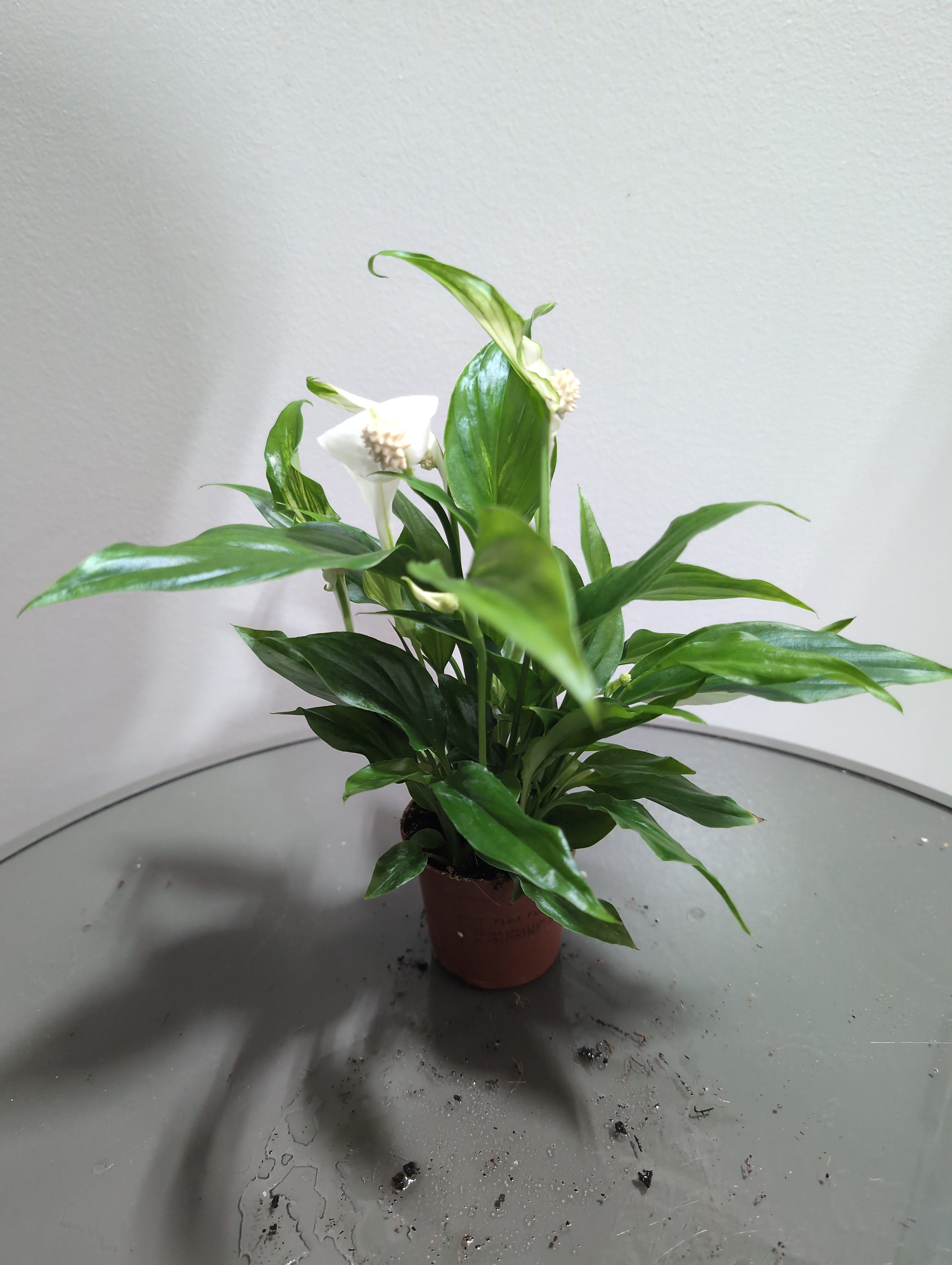 Peace Lily | Pearl Cupido | Spathiphyllum