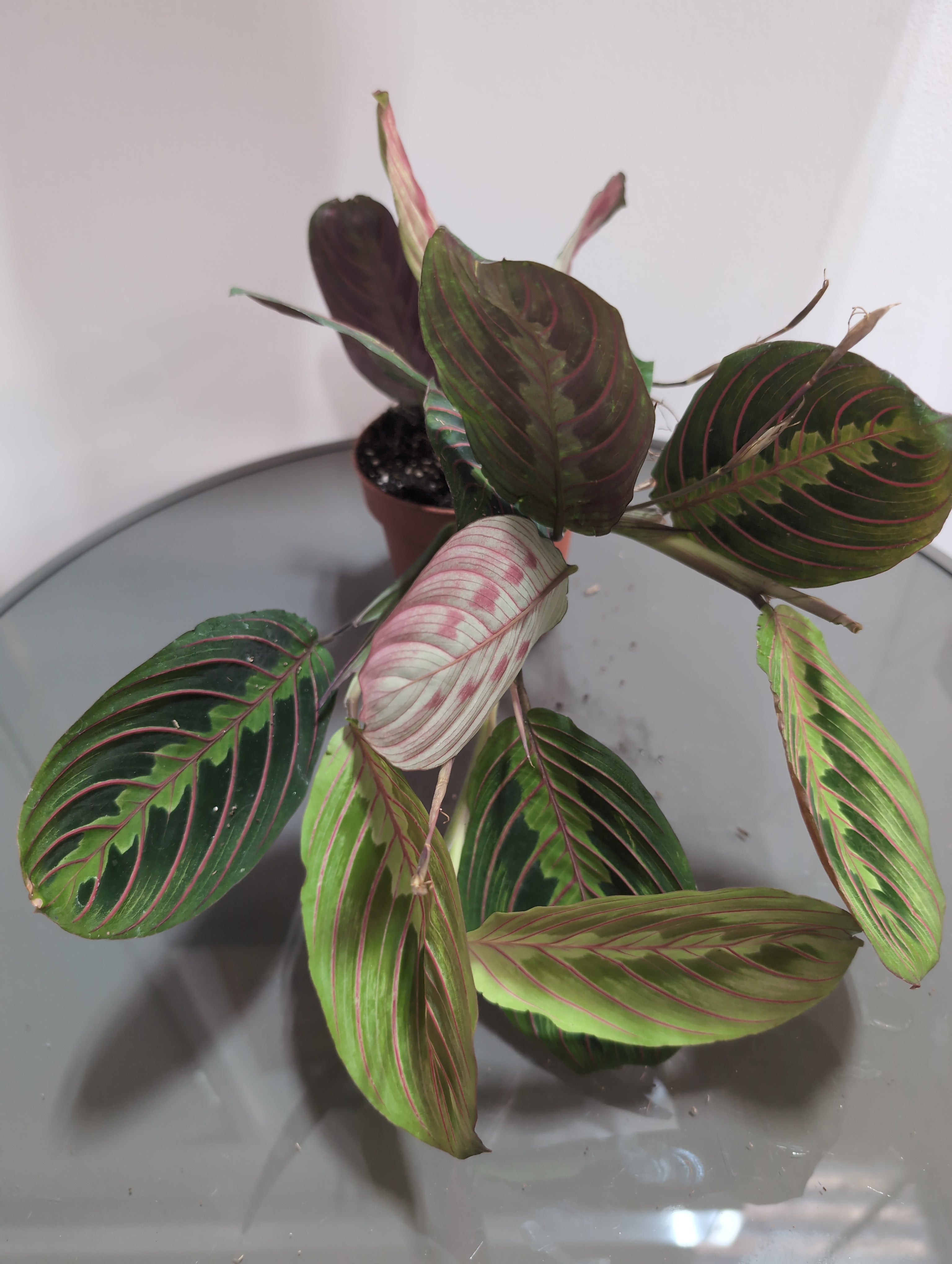 Prayer Plant | Maranta leuconeura 'Fascinator'