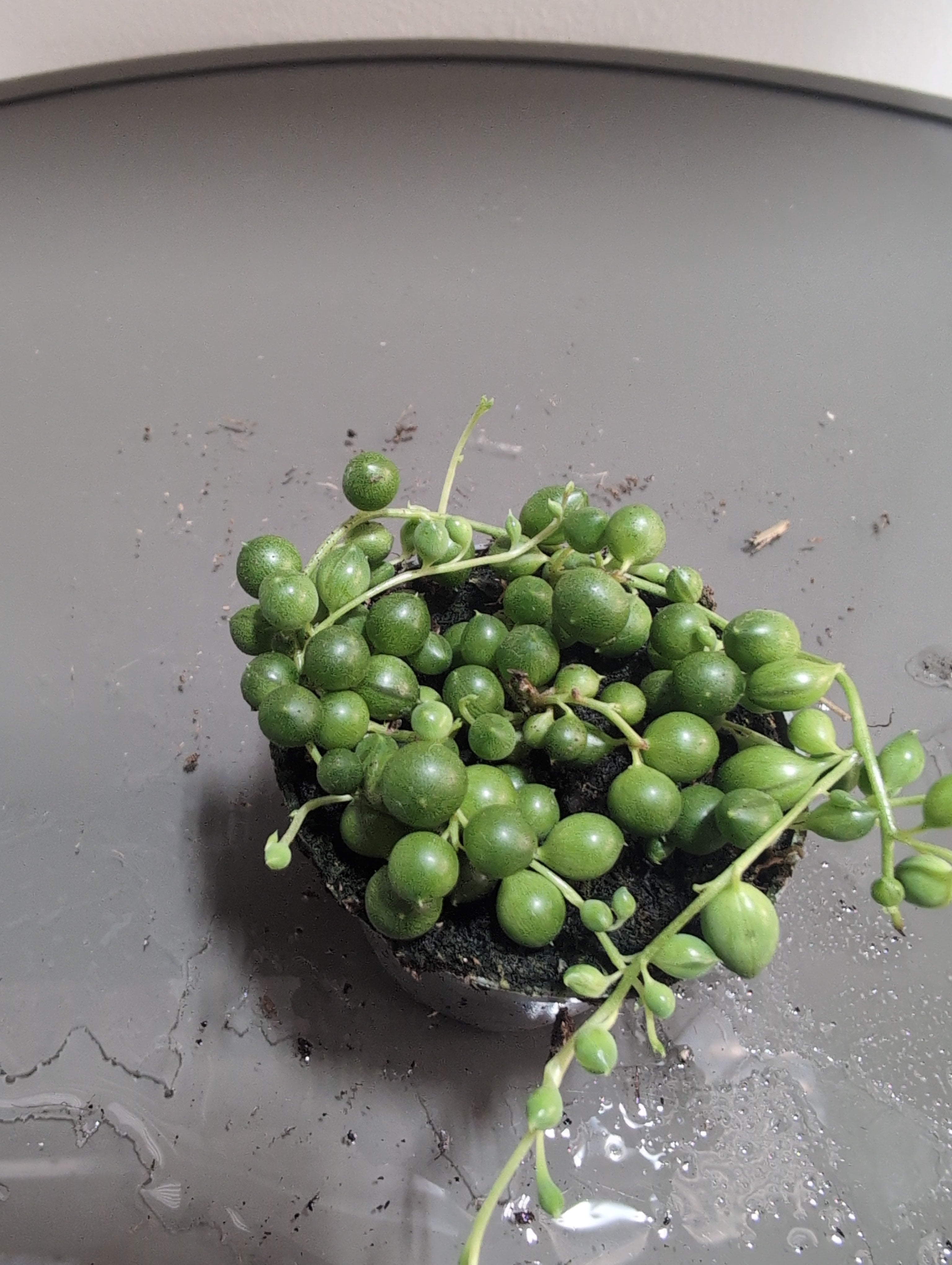 String of Pearls | Senecio rowleyanus