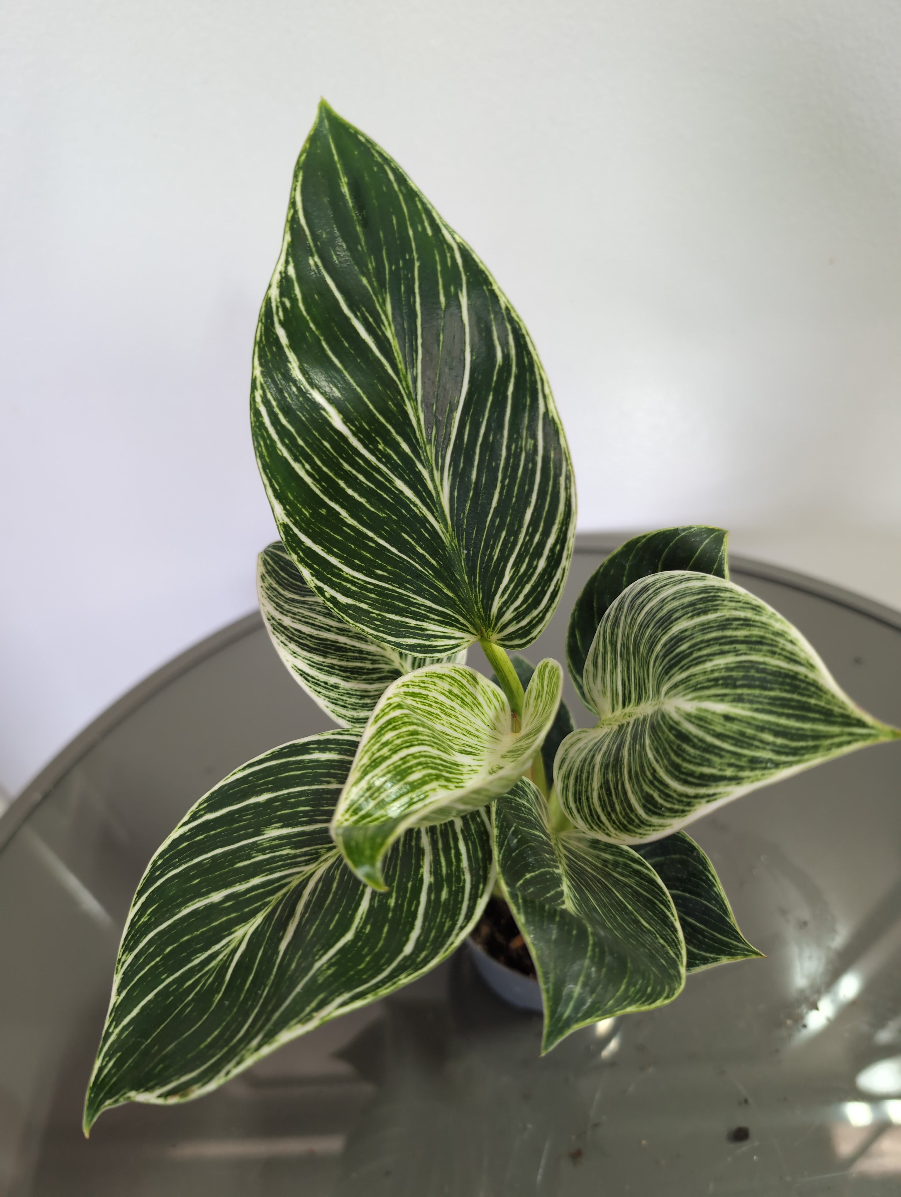 Philodendron | Birkin
