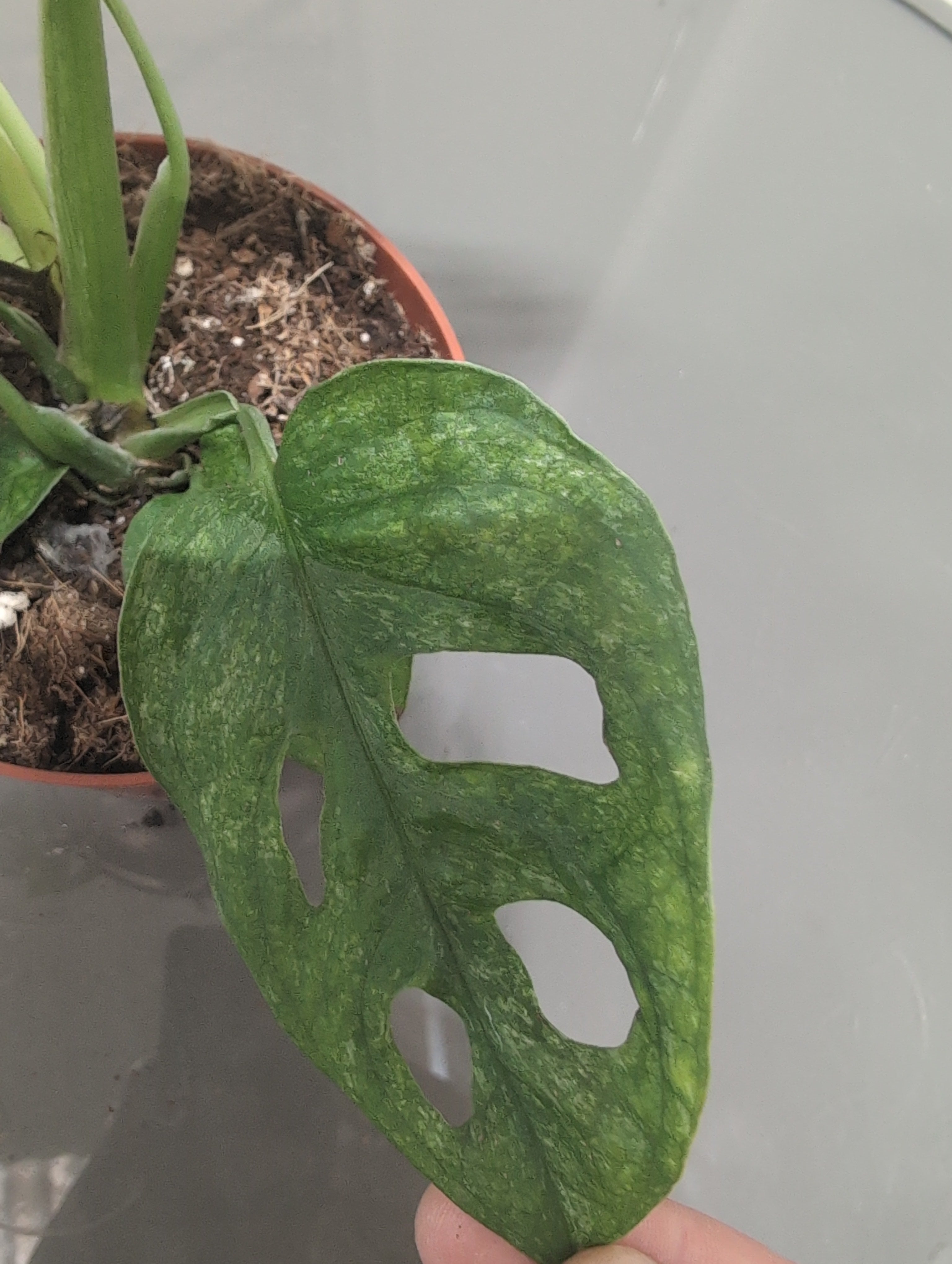 Monstera adansonii ‘Mottled Mint Variegated’ Variegated Monkey Leaf