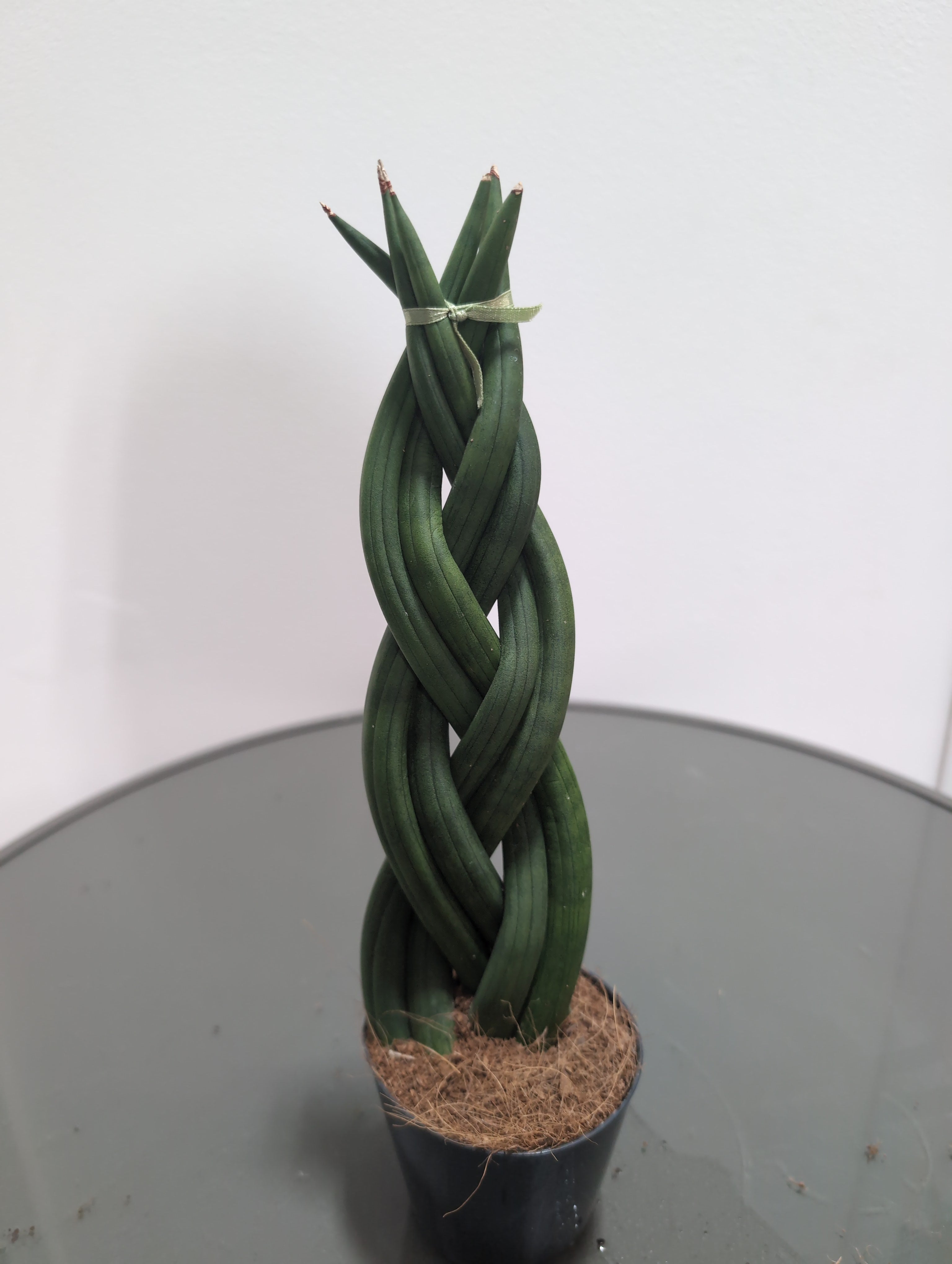 Sansevieria cylindrica | Braided Snake Plant