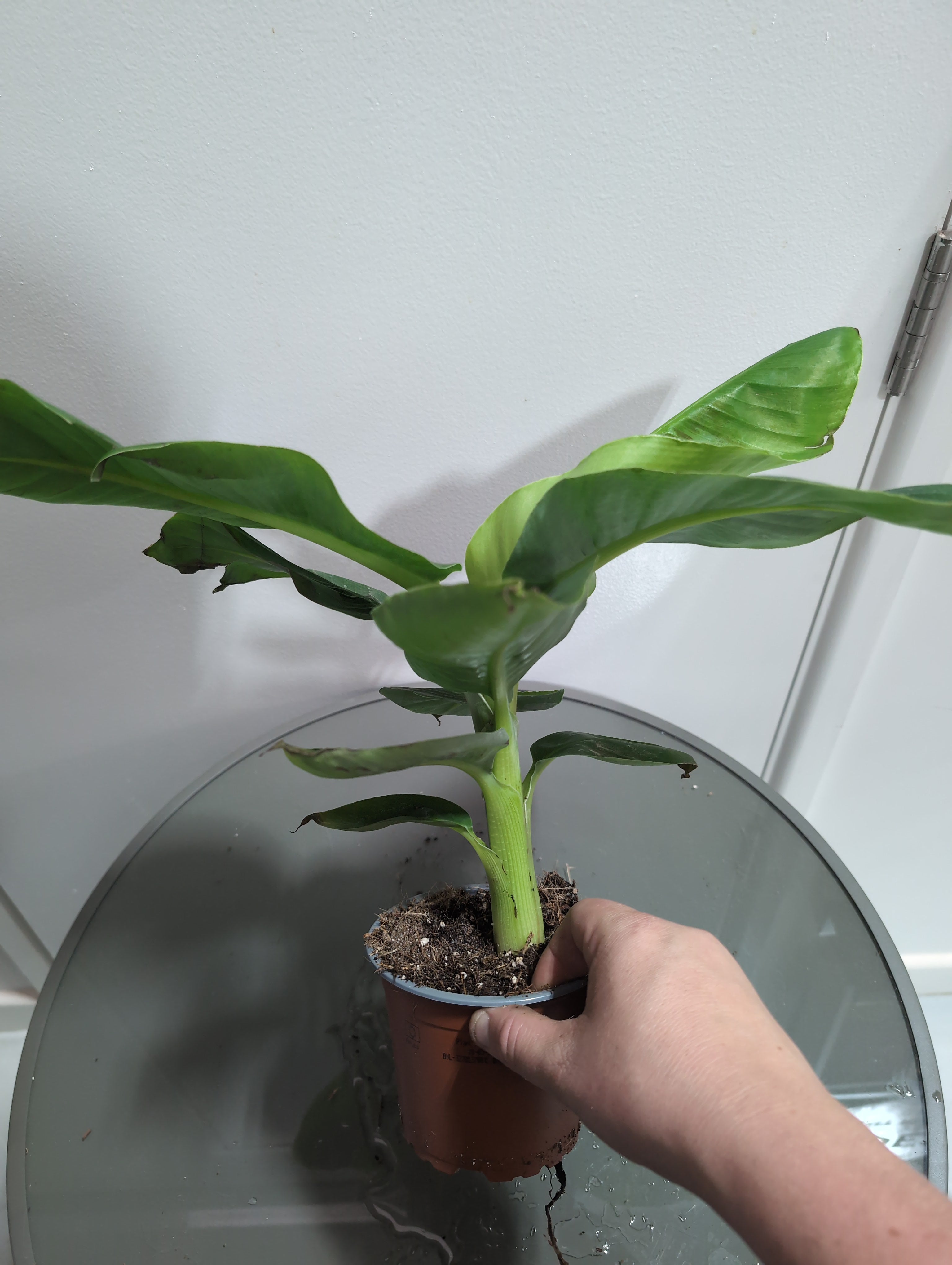 Banana Plant | Musa | Tropicana
