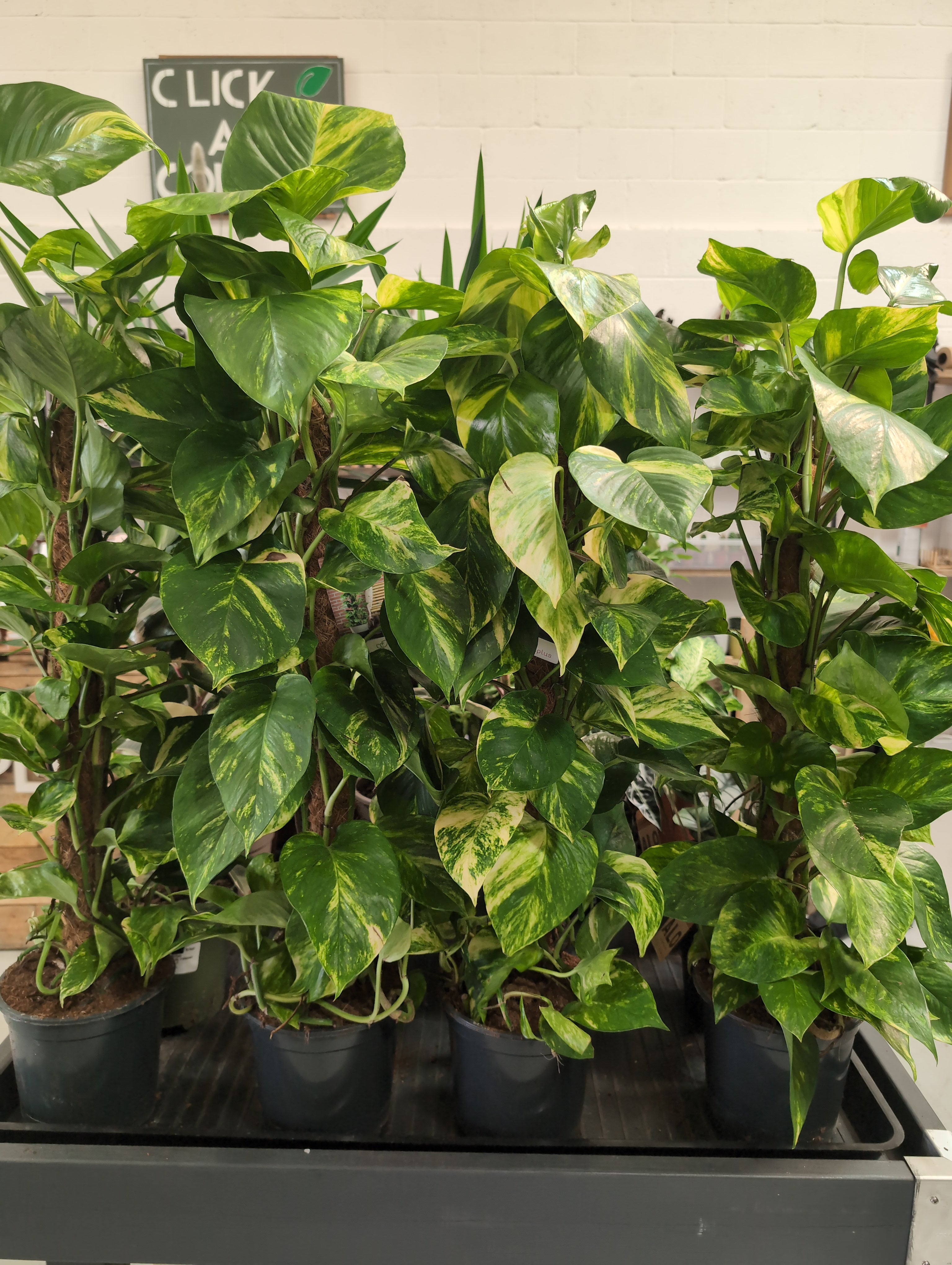 Pothos | Devil’s Ivy | Epipremnum Moss Pole