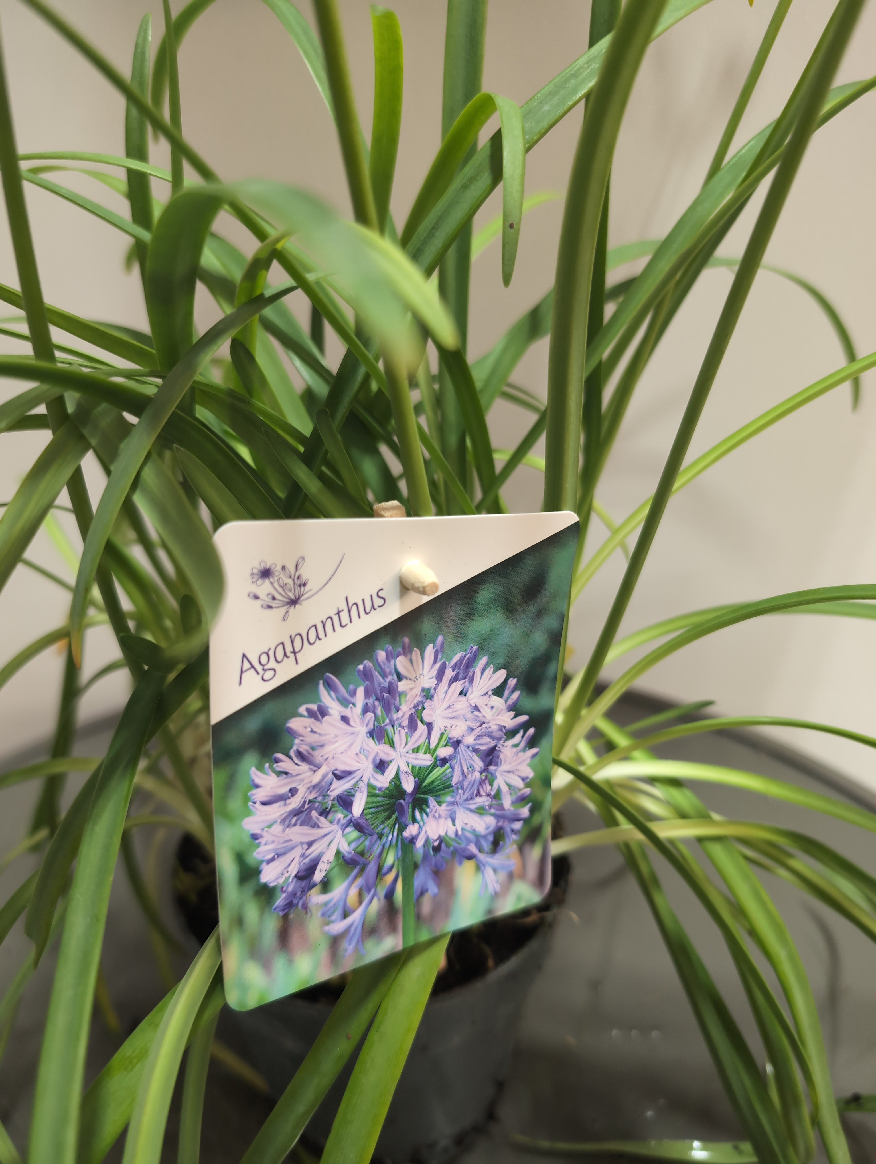 Agapanthus | Brilliant Blue