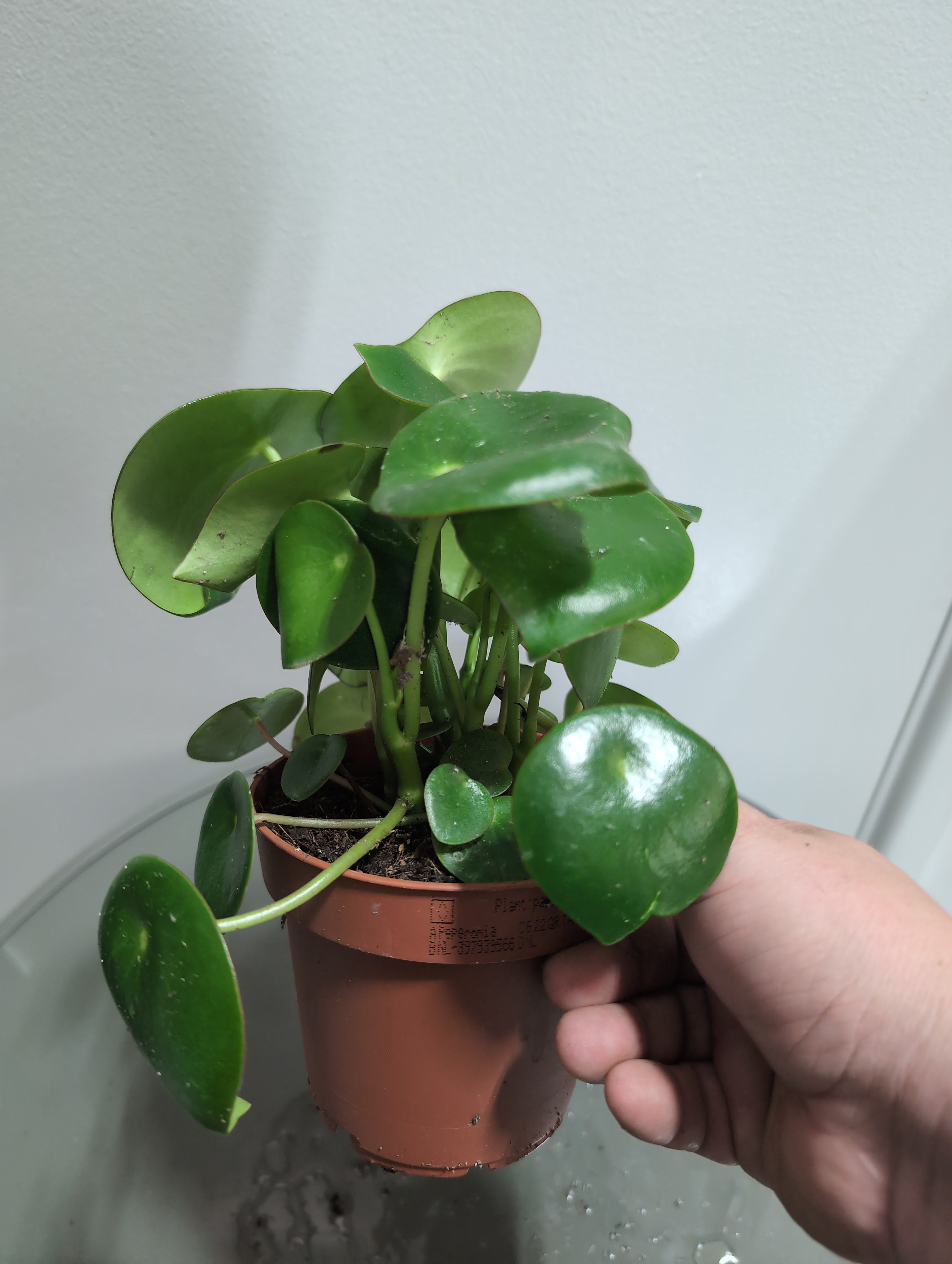 Raindrop Peperomia | Peperomia Polybotrya