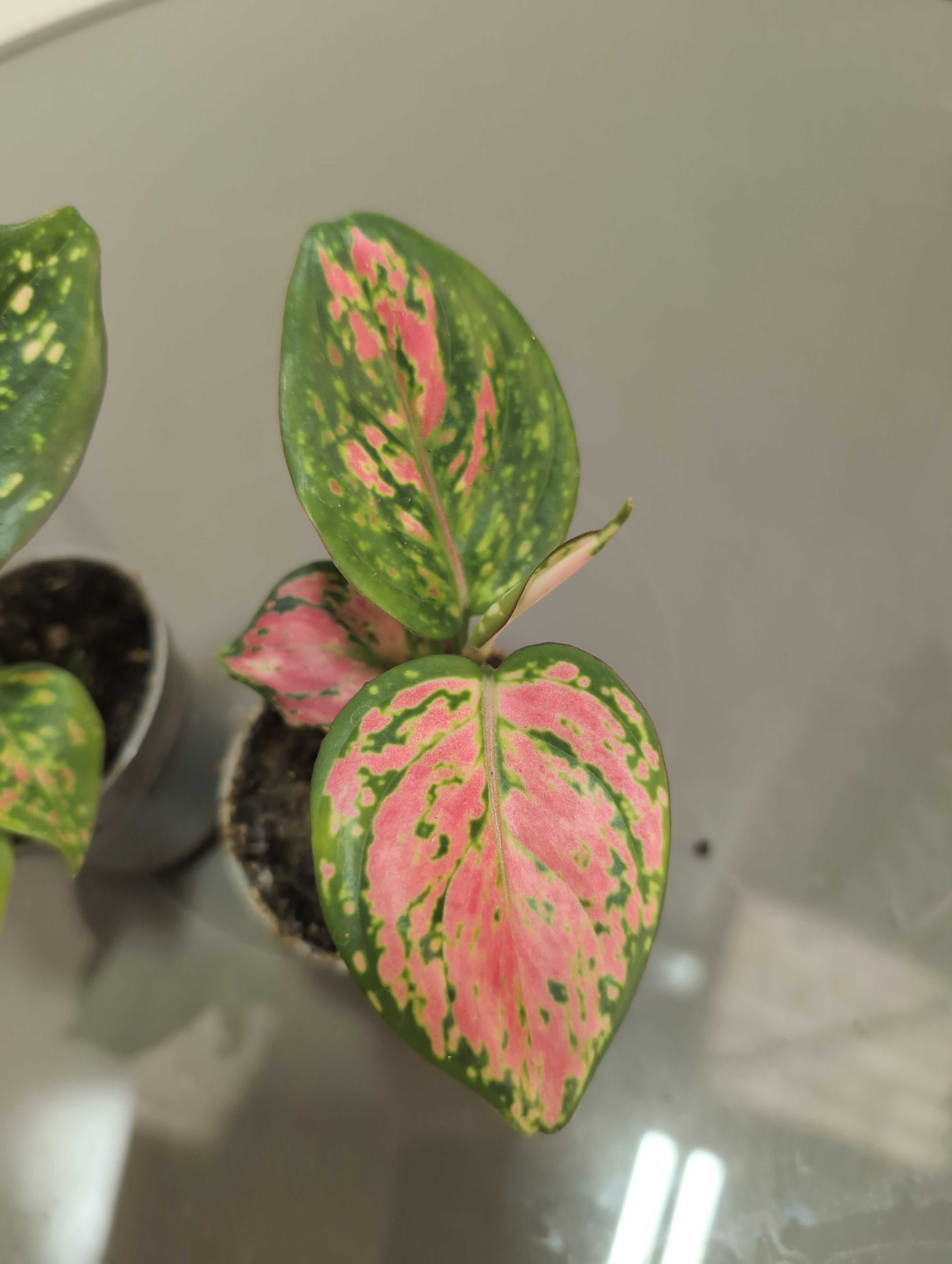 Aglaonema (Mixed)