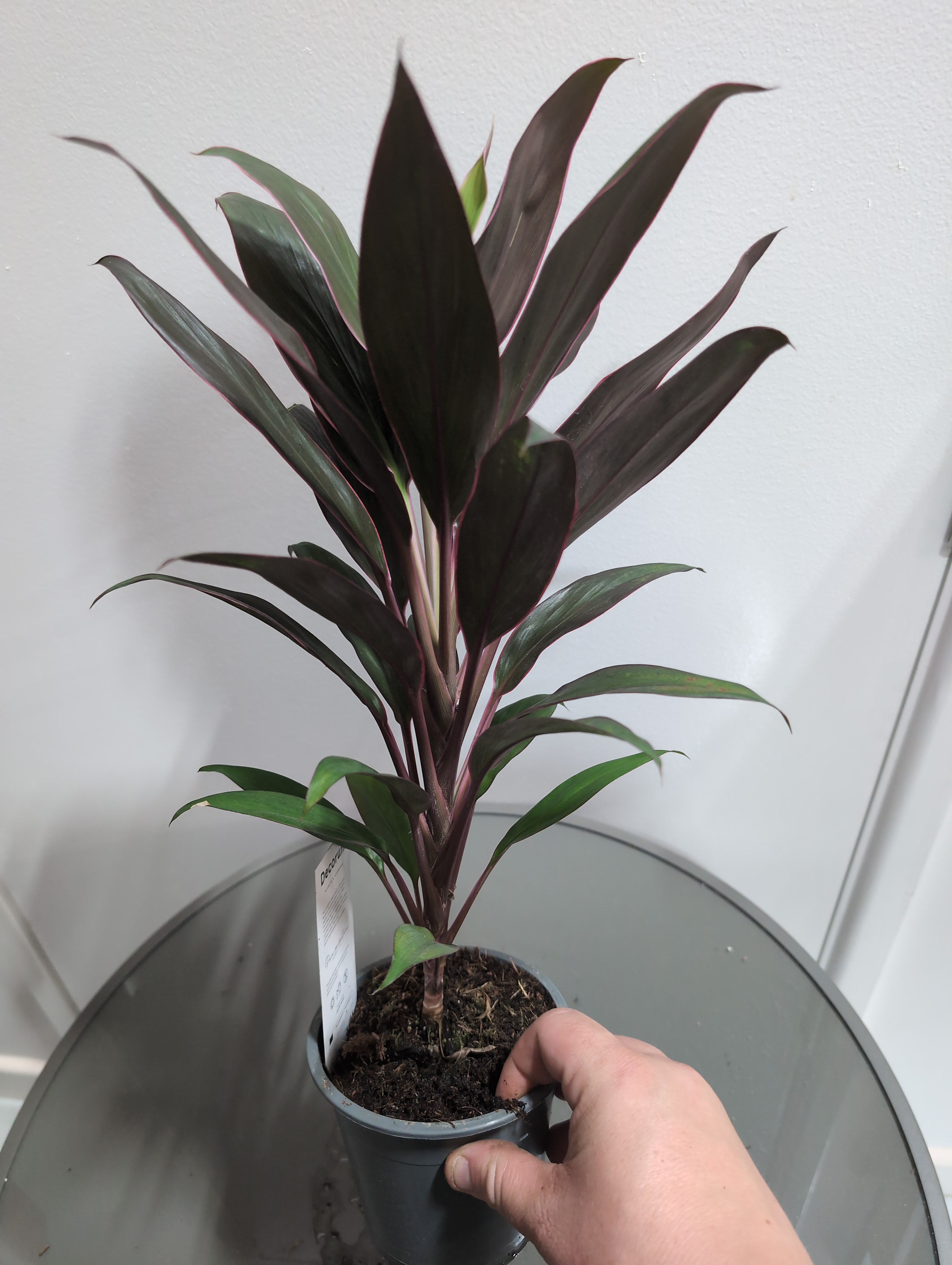 Cordyline fruticosa Mix | Ti Plant