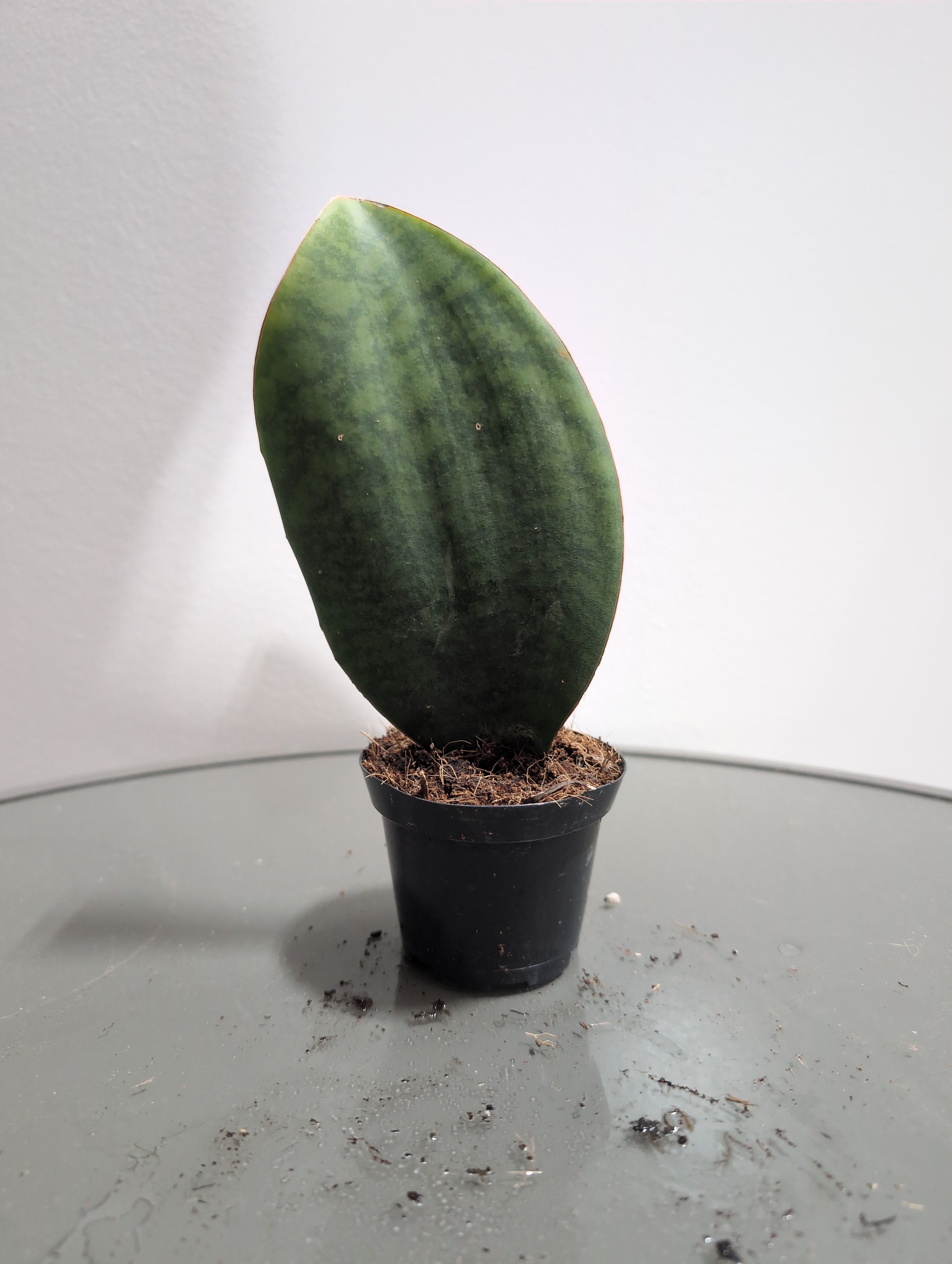 Snake Plant | Whale Fin | Sansevieria masoniana