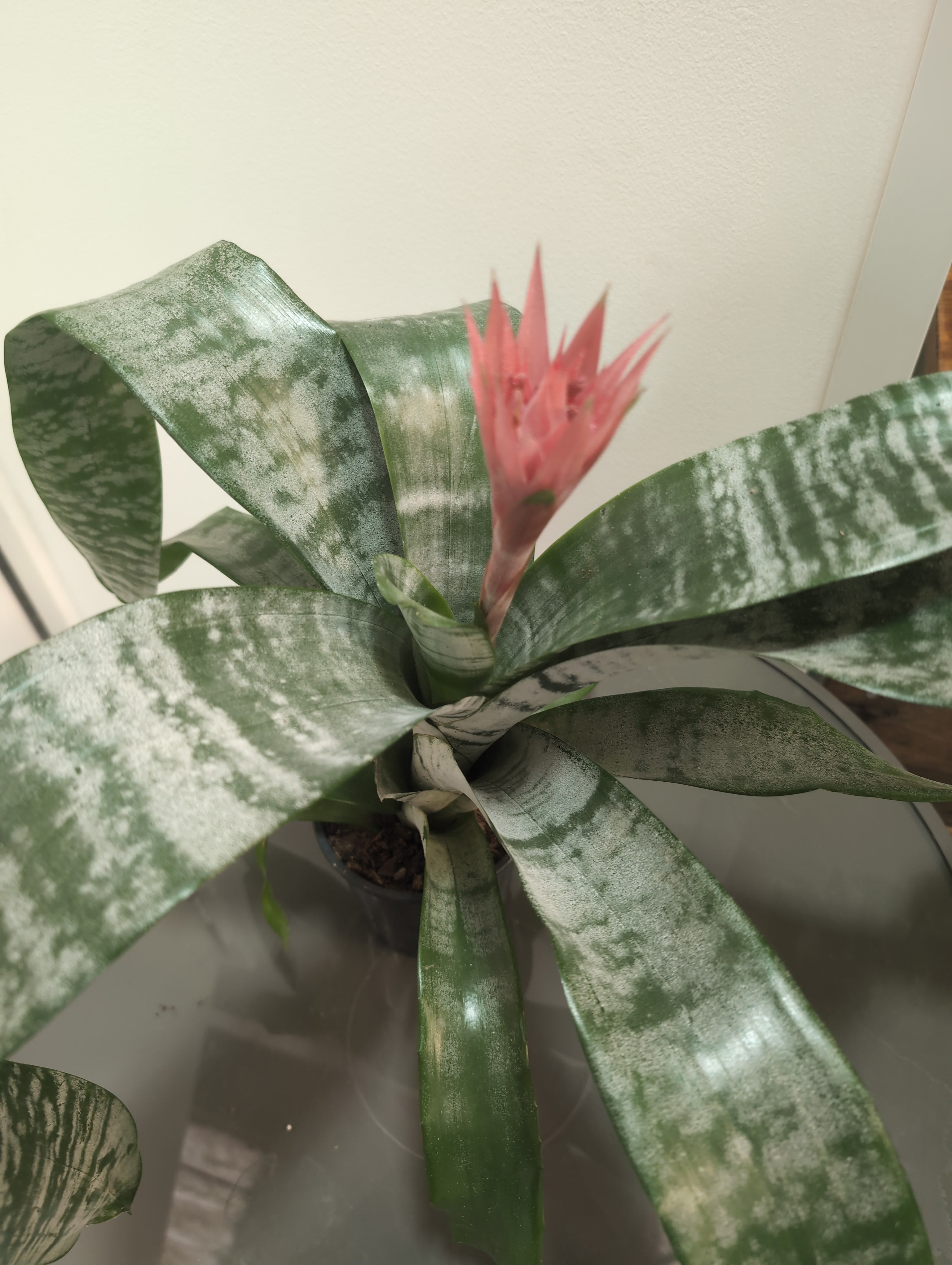 Aechmea ‘Primera’ – “Urn Plant”