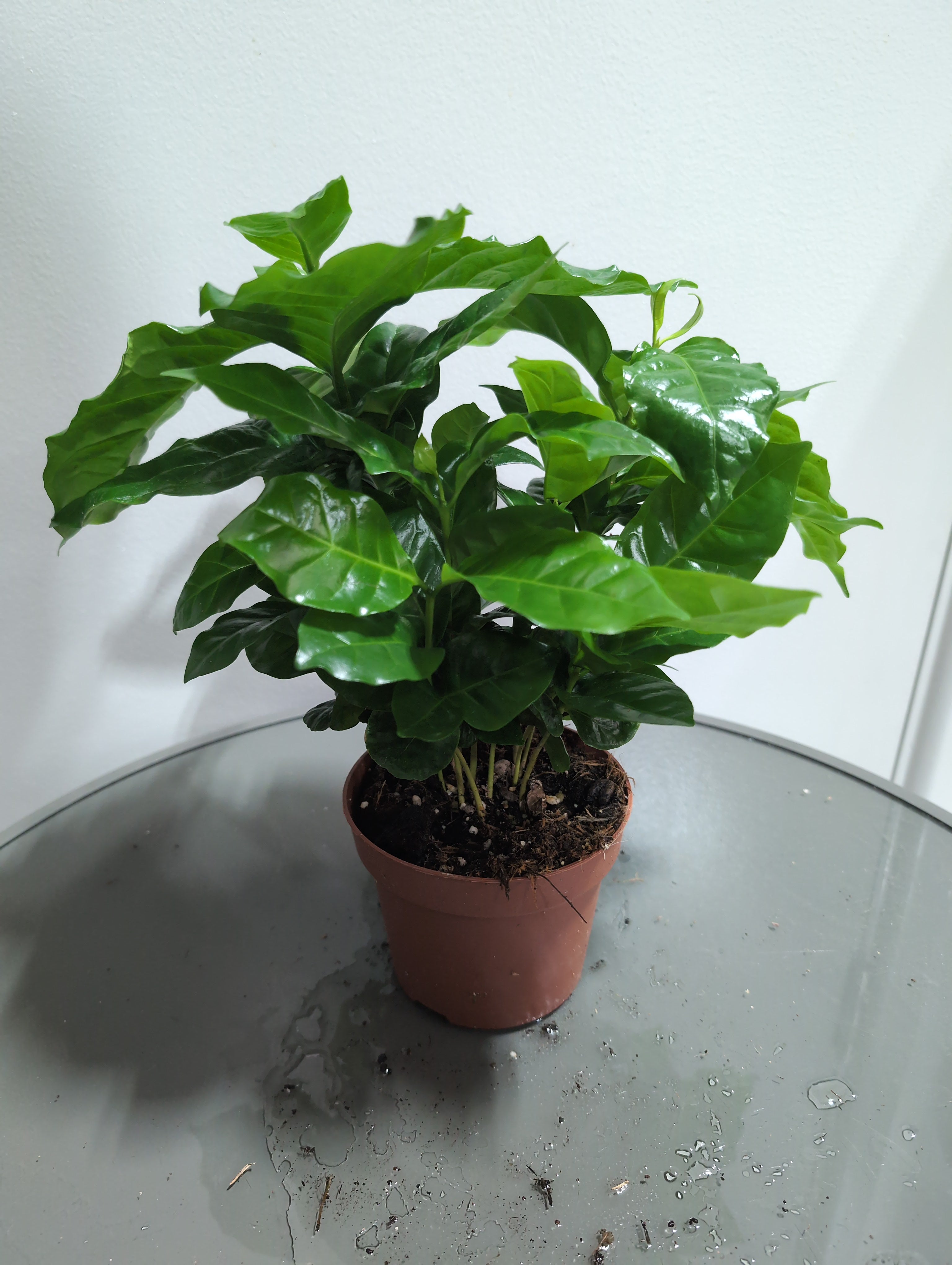 Coffea arabica | Coffee Plant