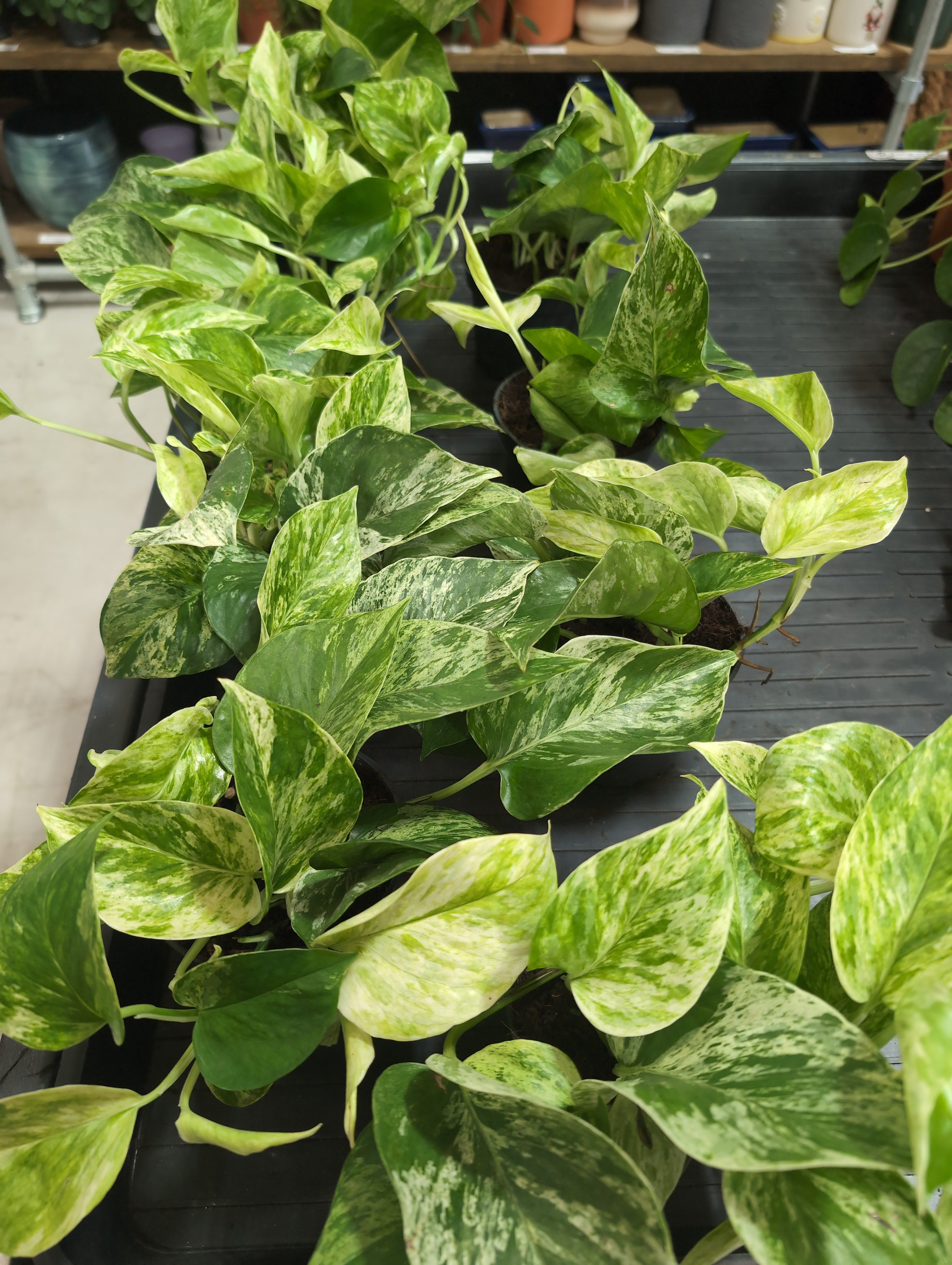 Epipremnum Marble Queen | Marble Queen Pothos