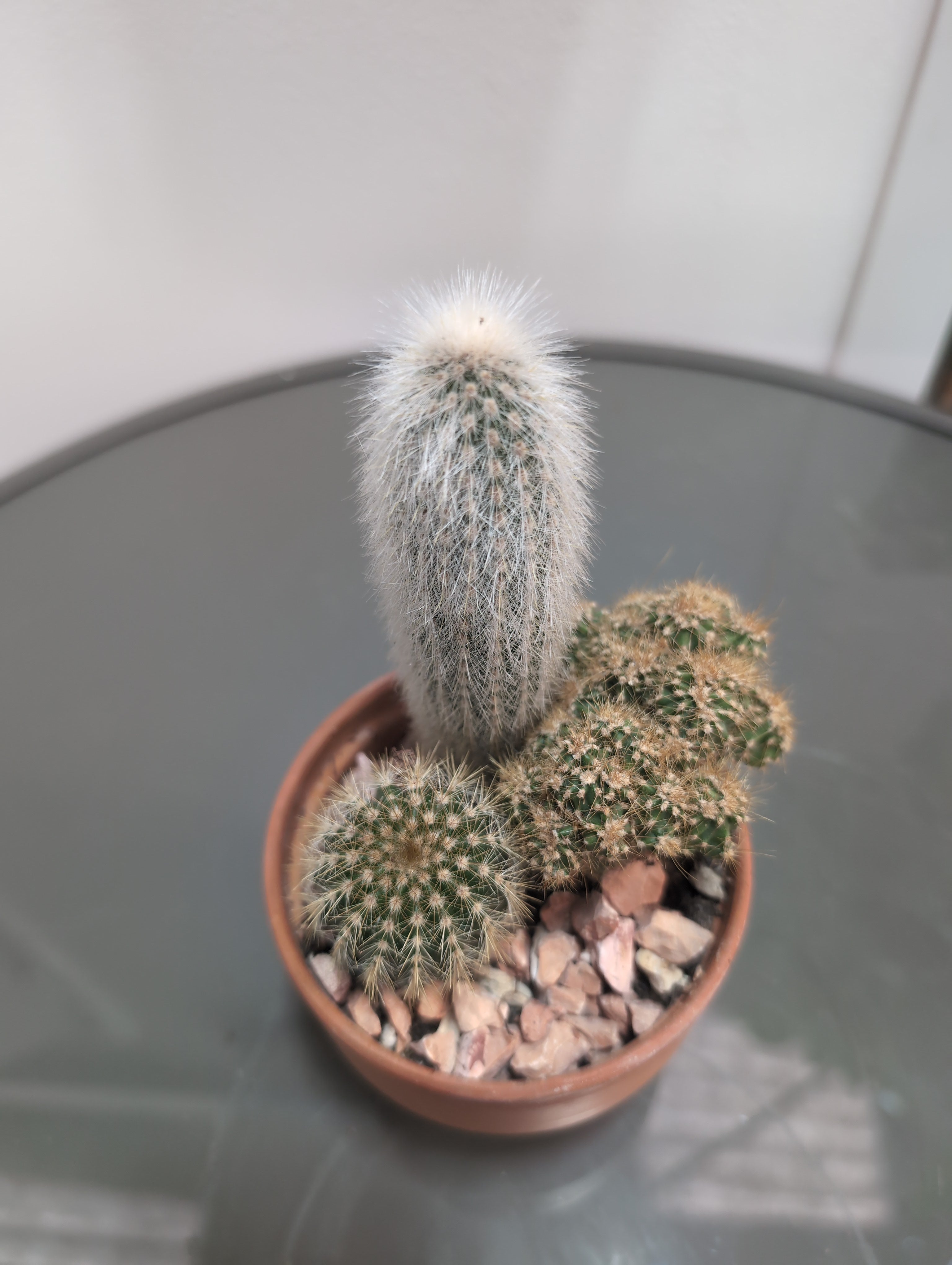 Cacti  - Trio Planter in Terracotta
