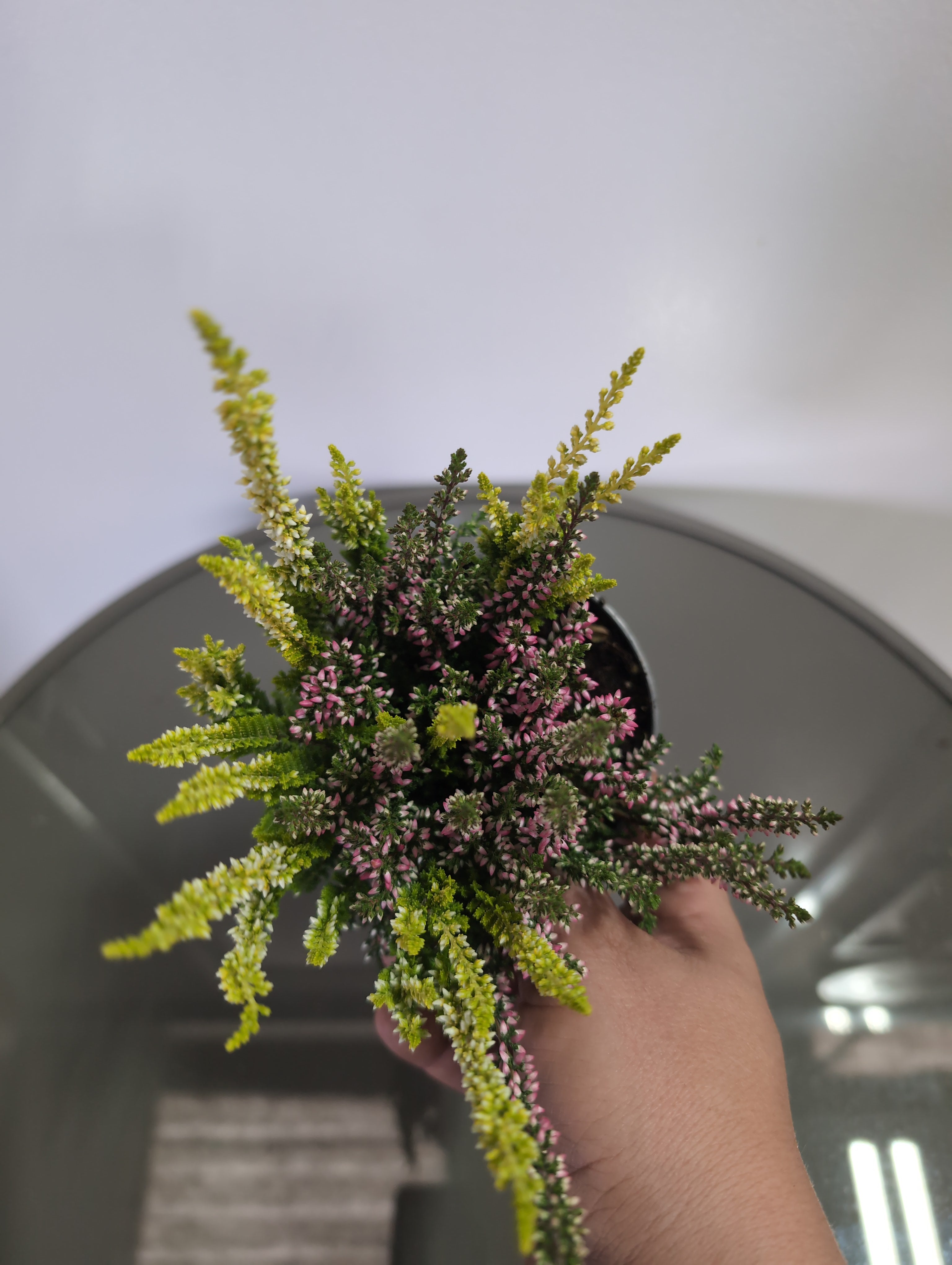 Heather | Twin-Colour | Calluna Beauty Ladies Twins