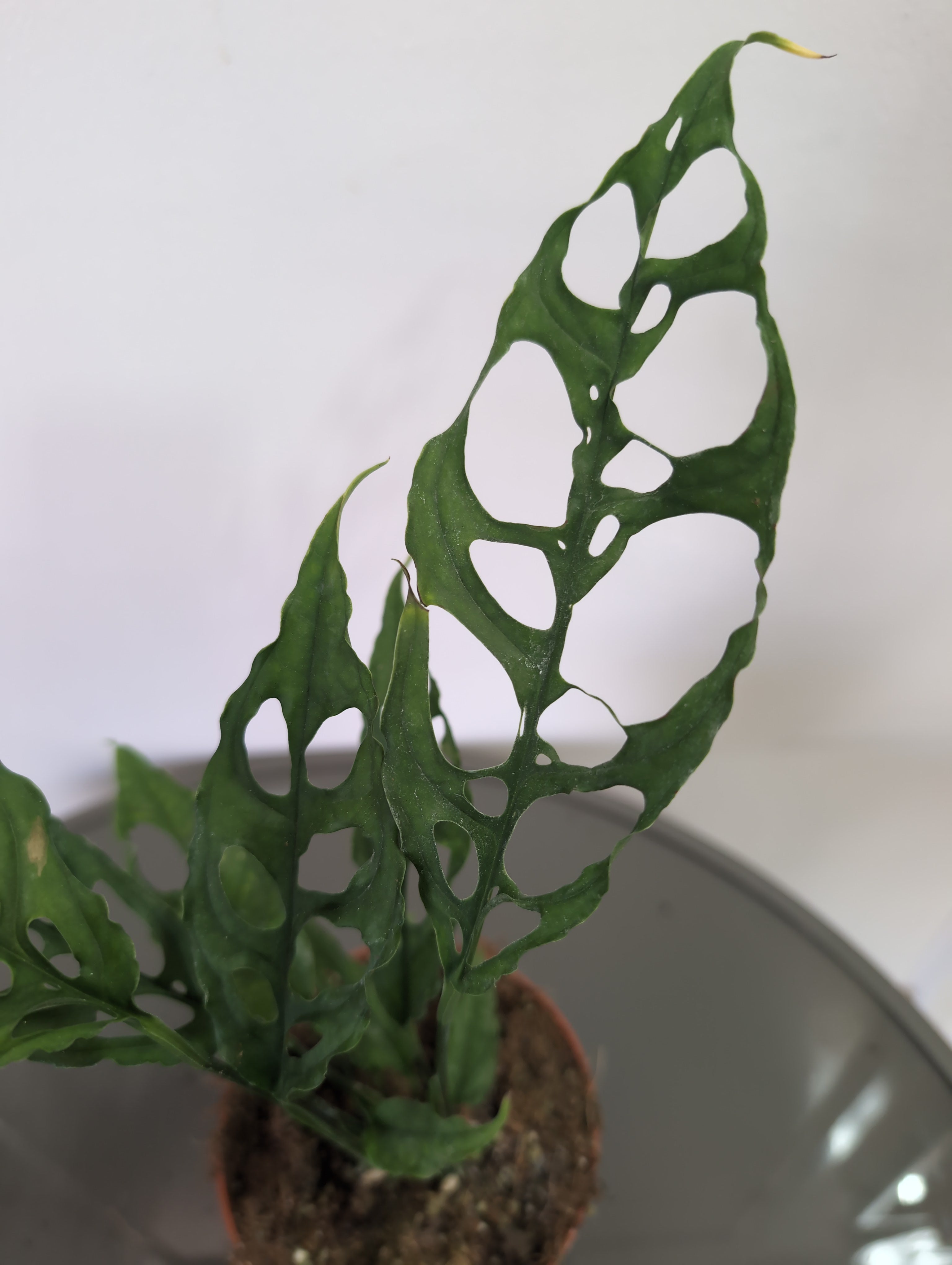 Monstera | Peru