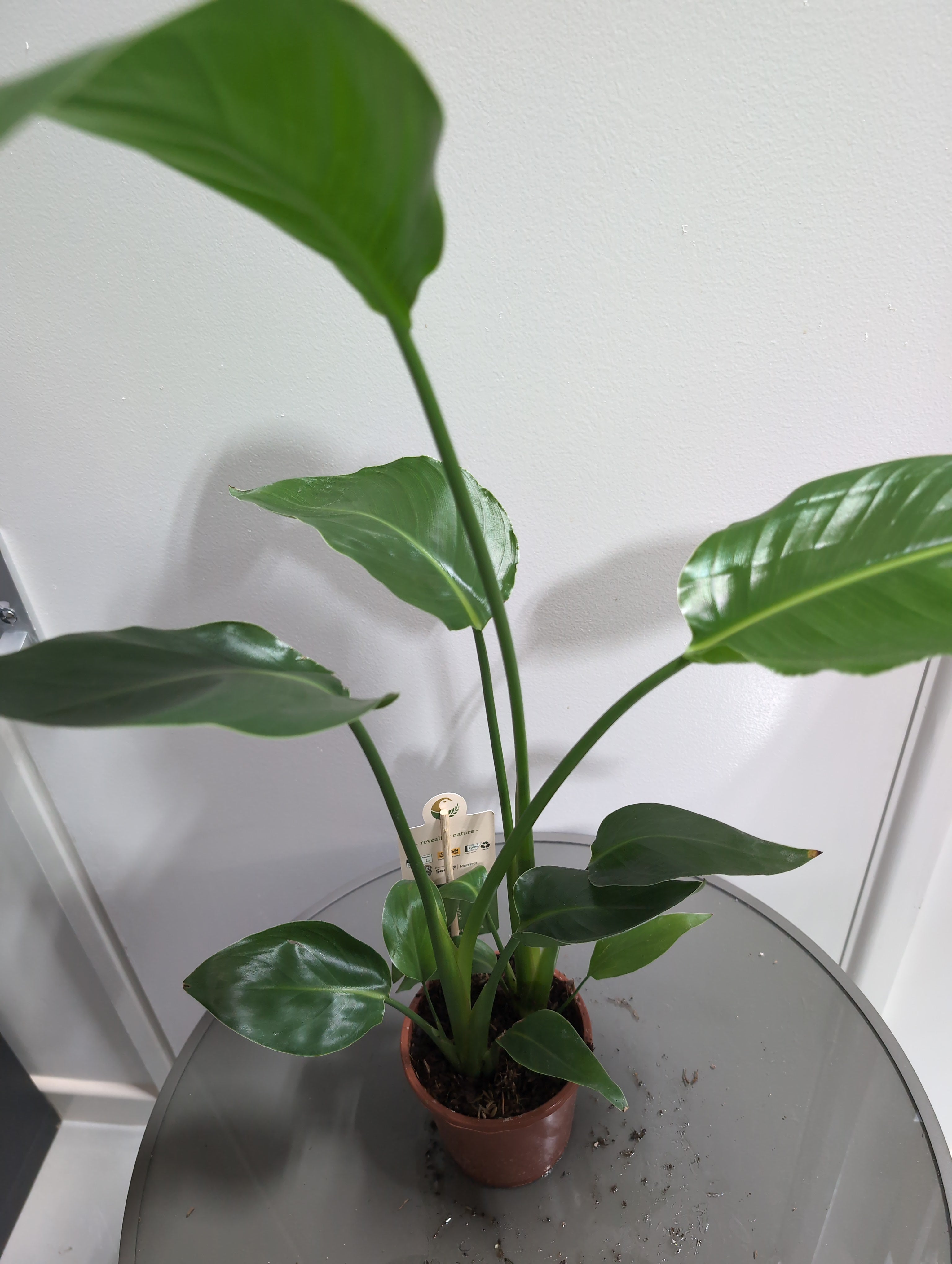 Bird of Paradise | Strelitzia nicolai | 16cm