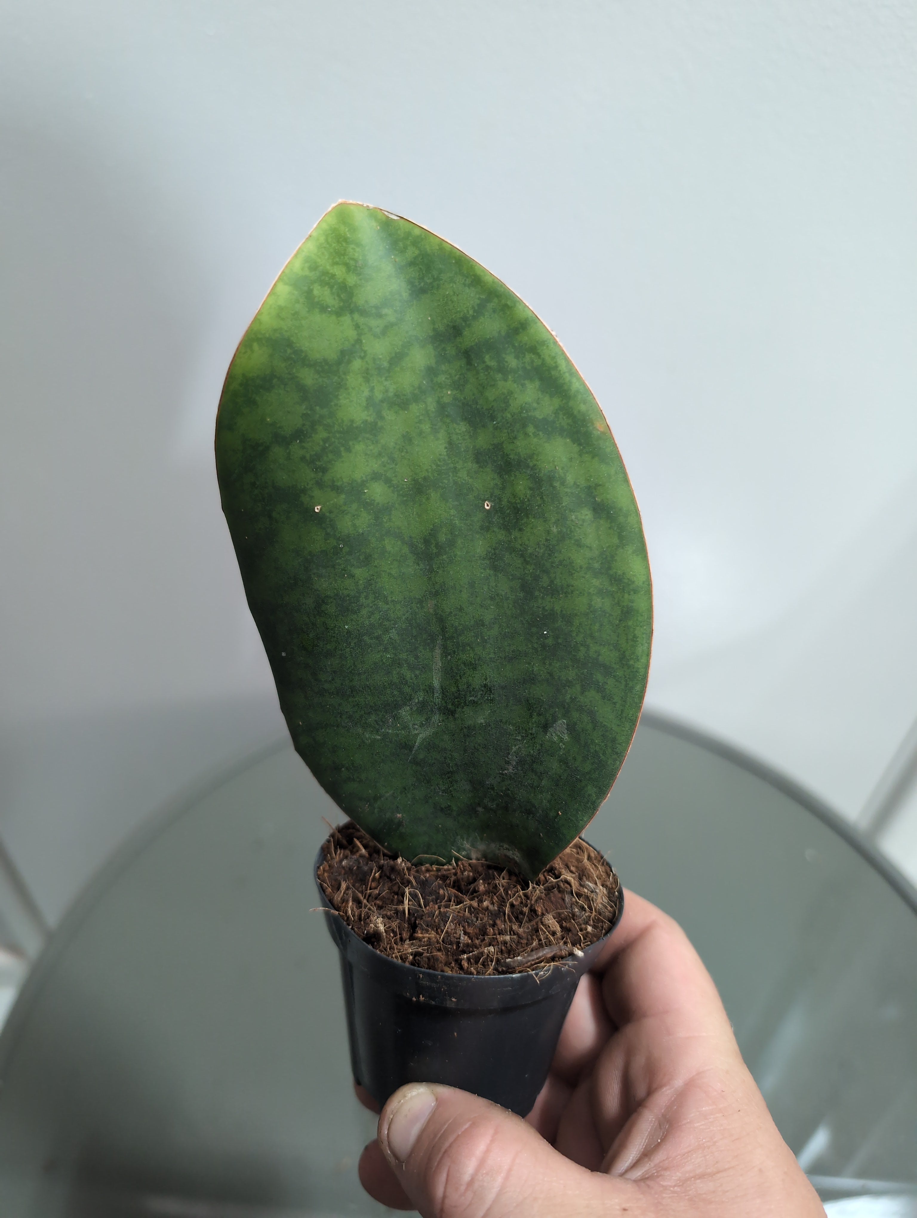 Snake Plant | Whale Fin | Sansevieria masoniana