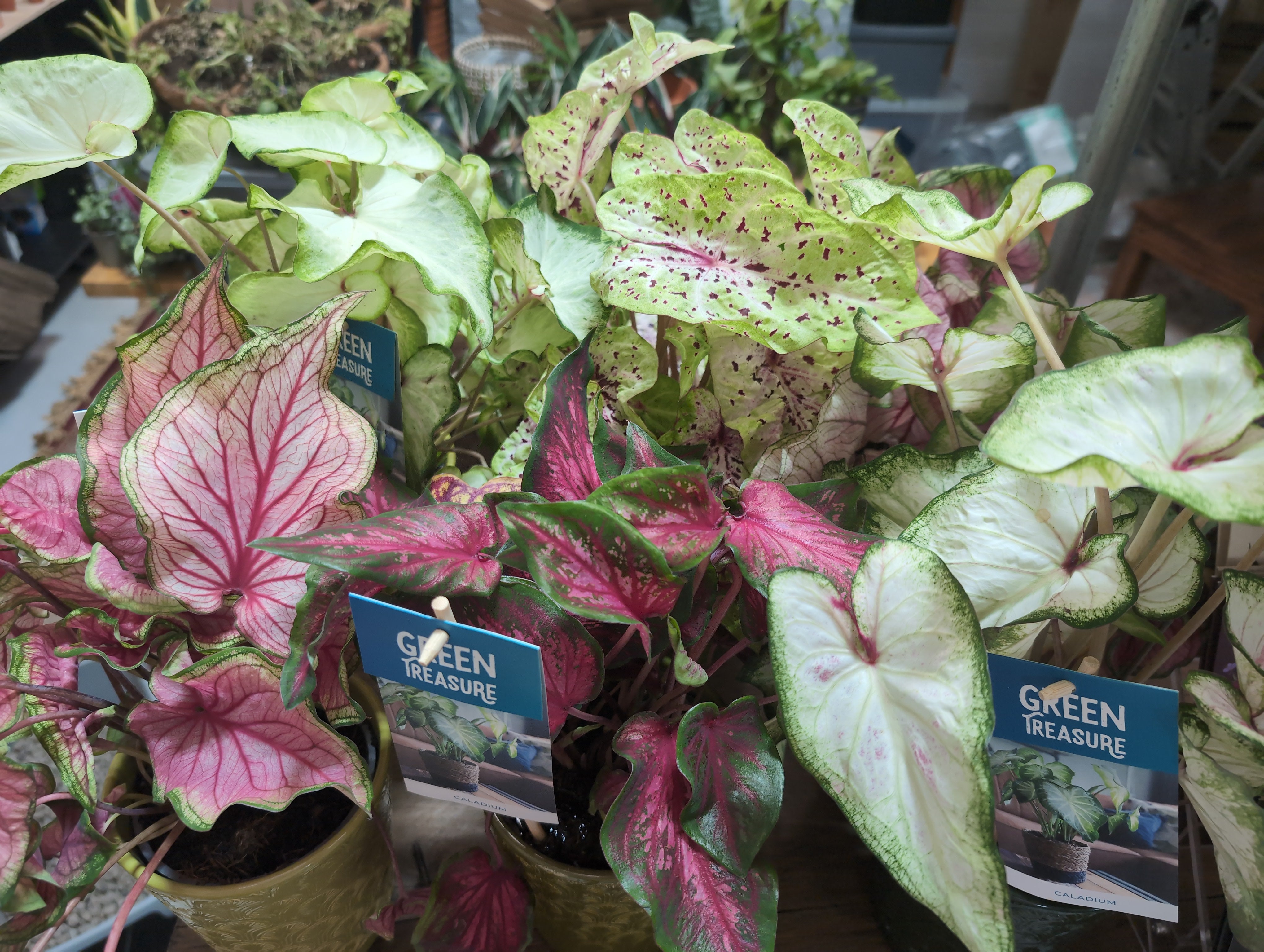 Caladium