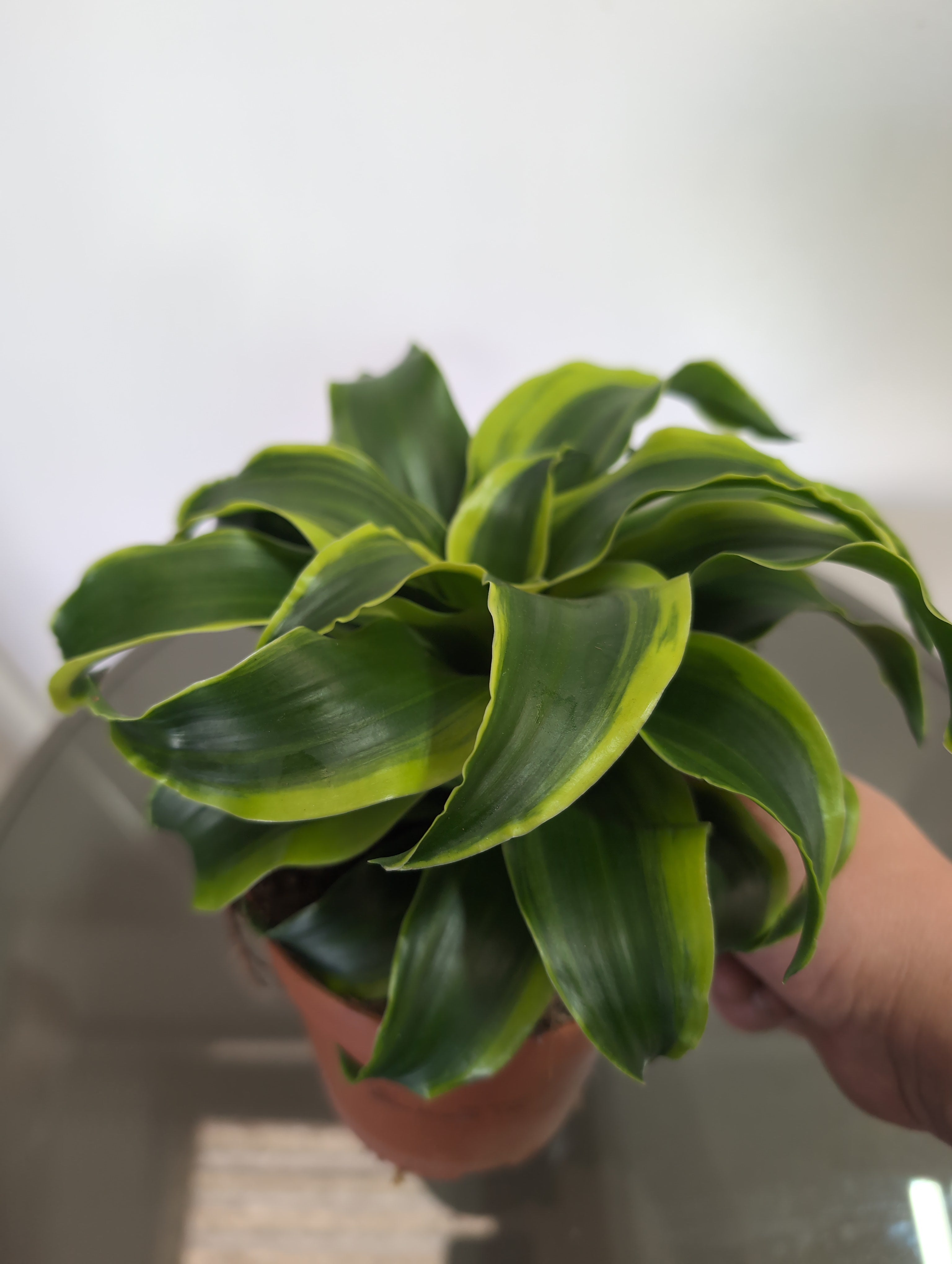 Tornado Dragon Tree | Dracaena Fragrans | Tornado