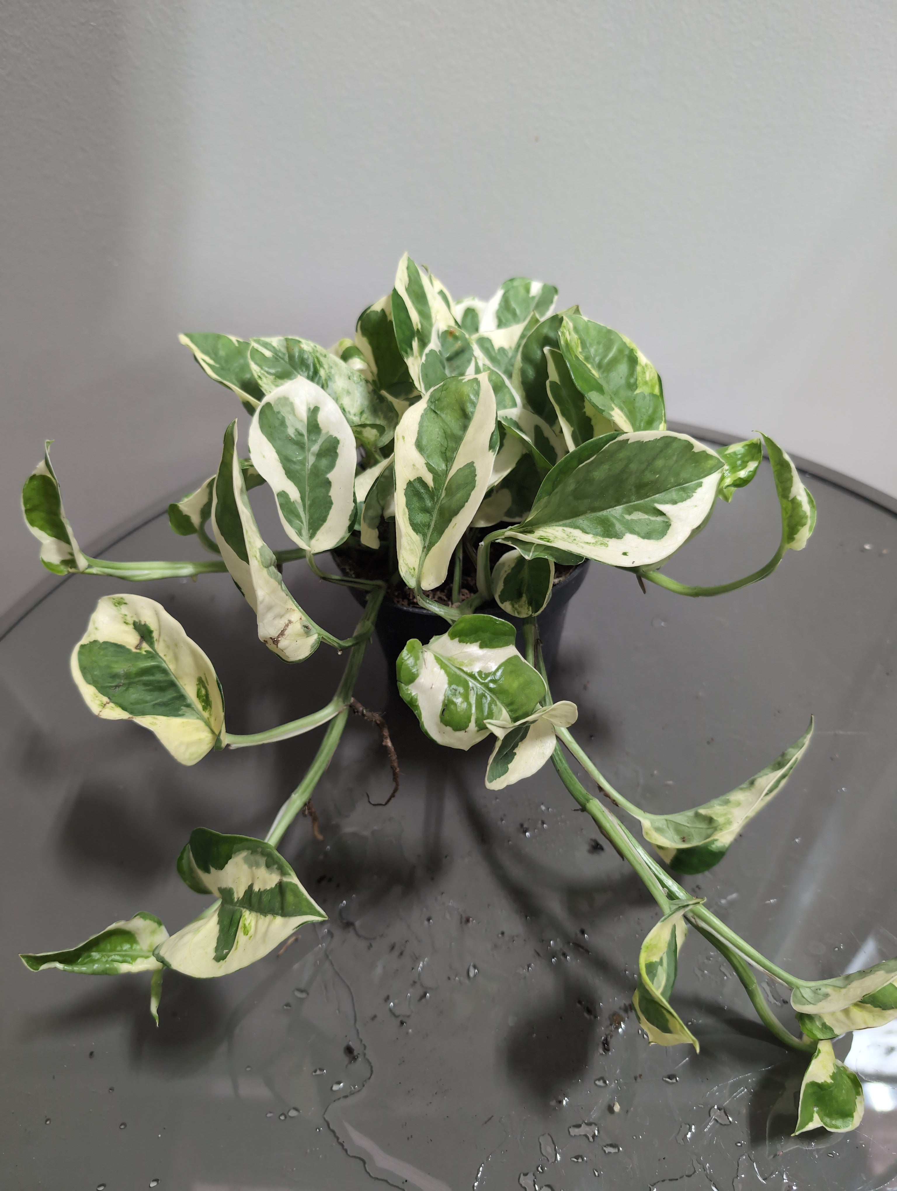 Devil's Ivy | N'Joy | Epipremnum pinnatum