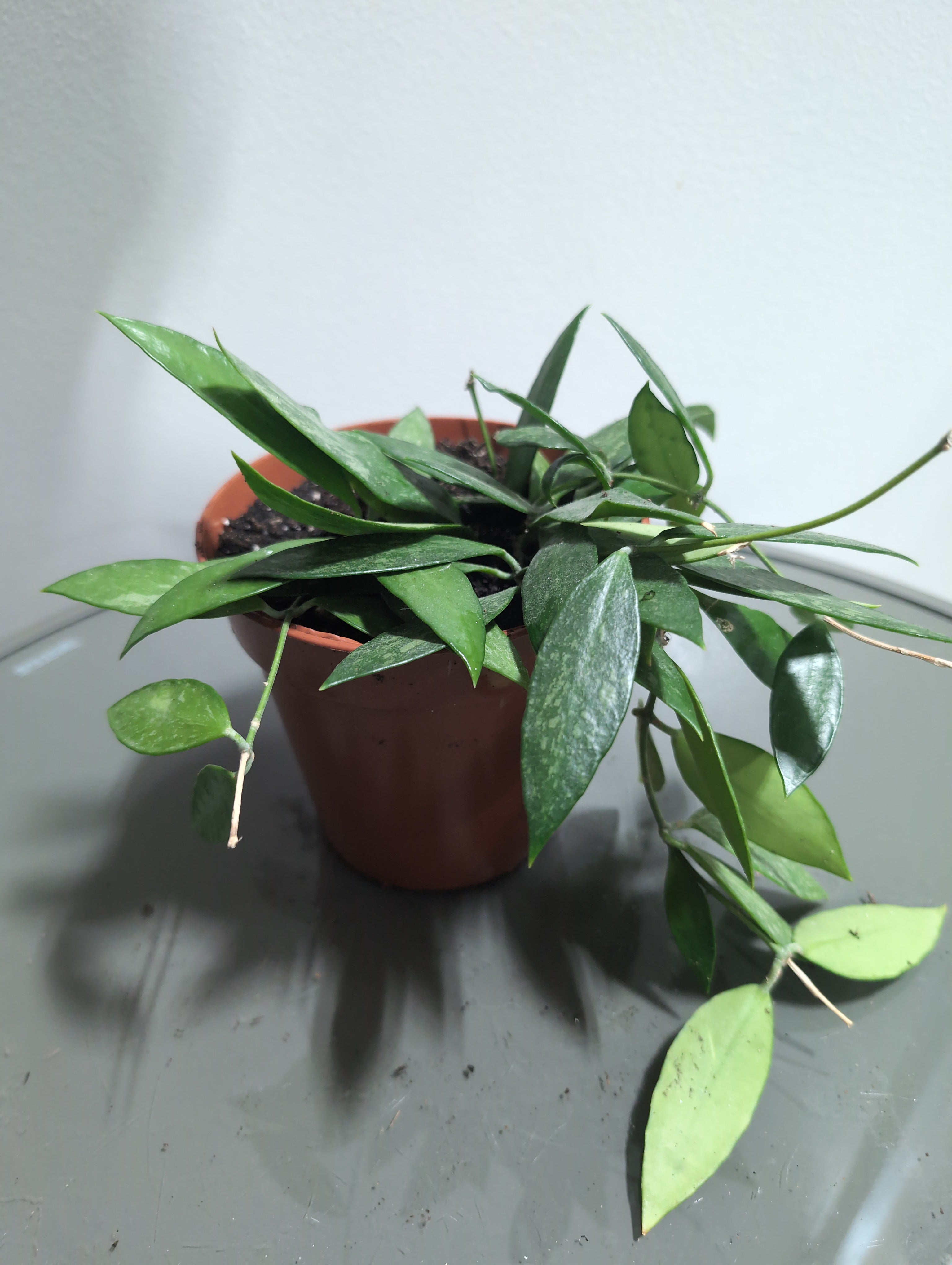 Hoya | Silver Spot | Silver Spot Wax Plant
